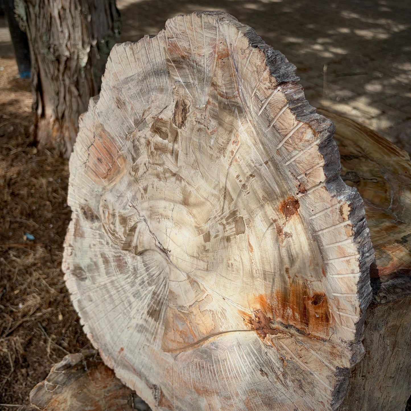 Large Petrified Wood Slice with Horse Carving | Equestrian Gift | 7kg