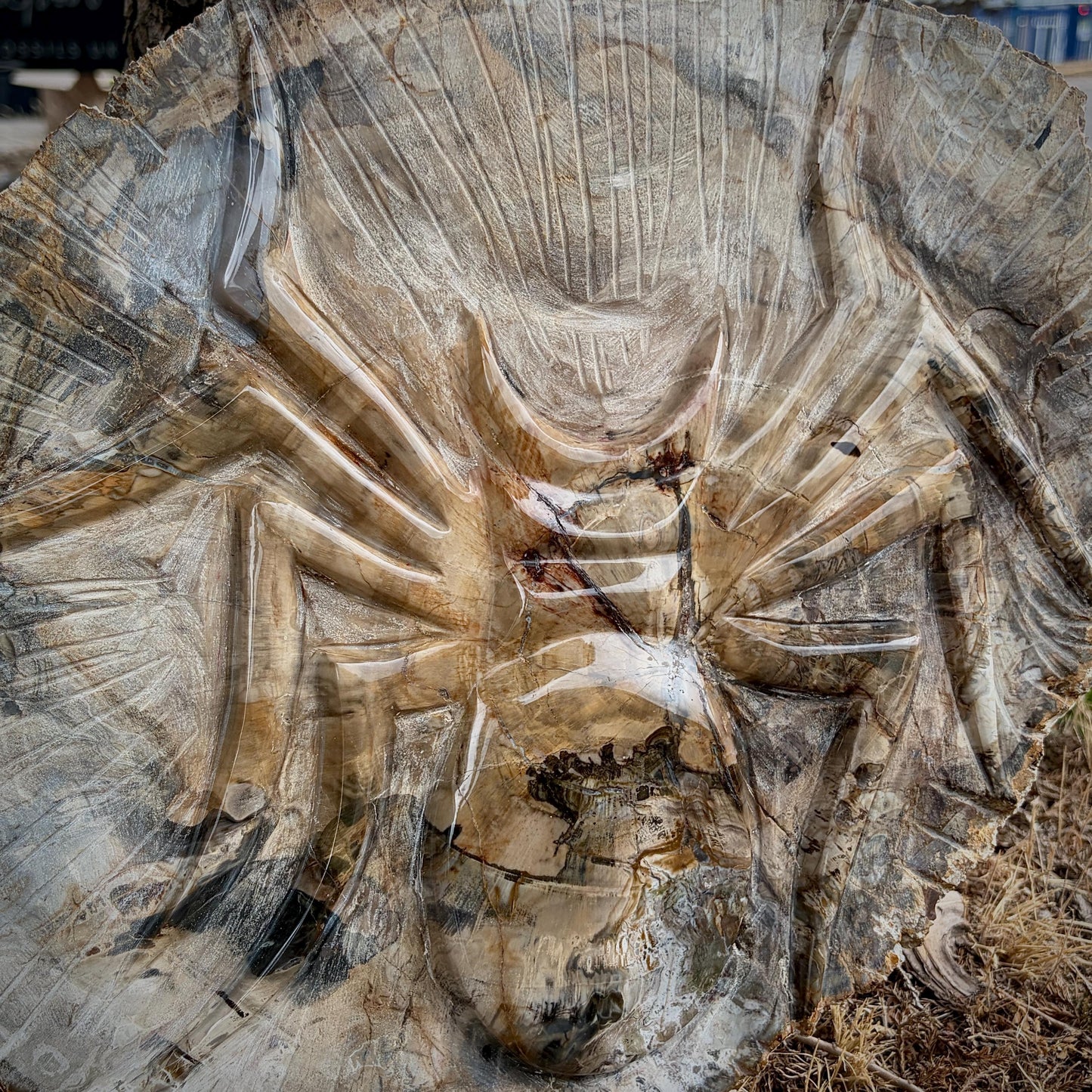 Large Petrified Wood Slice with Arachnid Spider Carving | Hand Carved Fossil Wood Art | 5kg