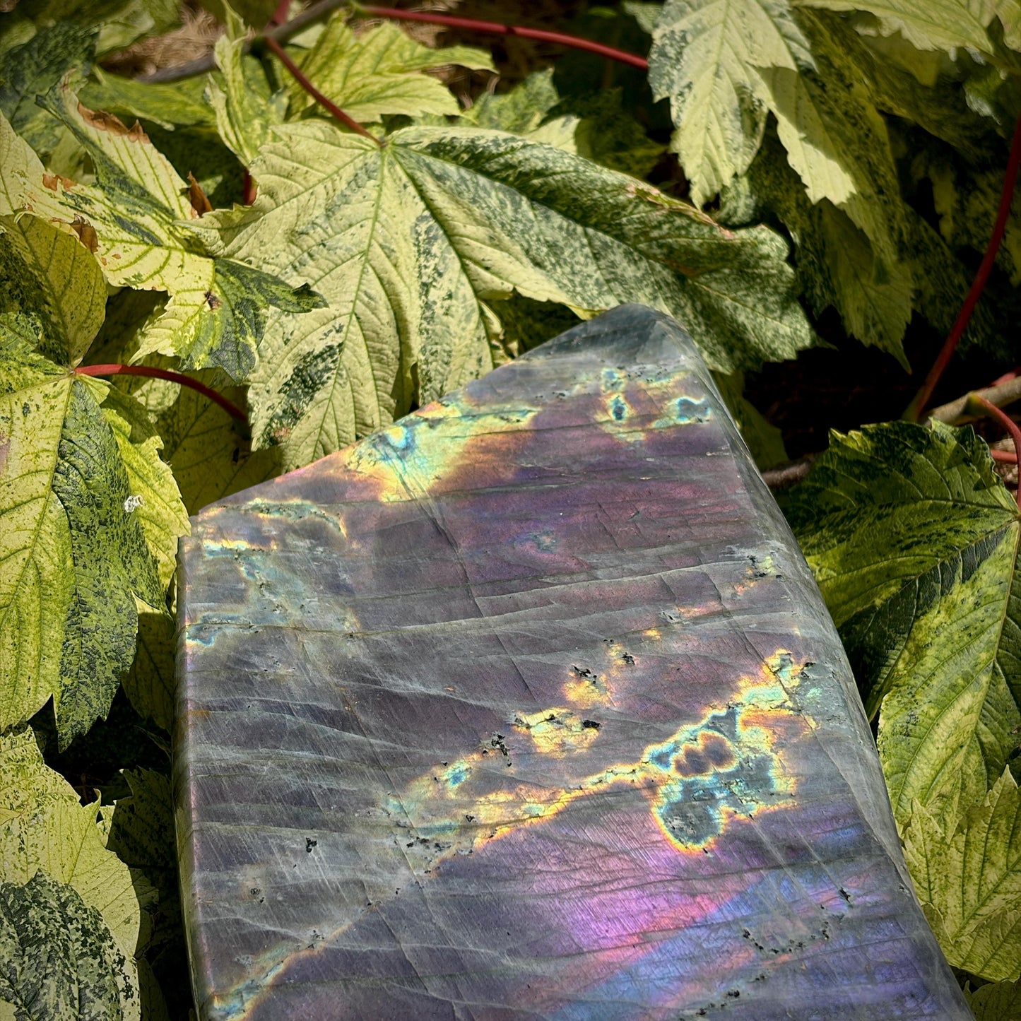 Large Purple Labradorite Crystal Freeform  | 8.1kg