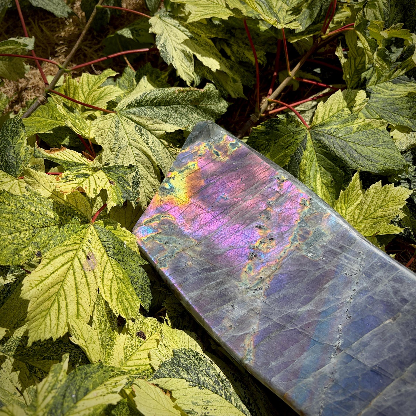 Large Purple Labradorite Crystal Freeform  | 8.1kg