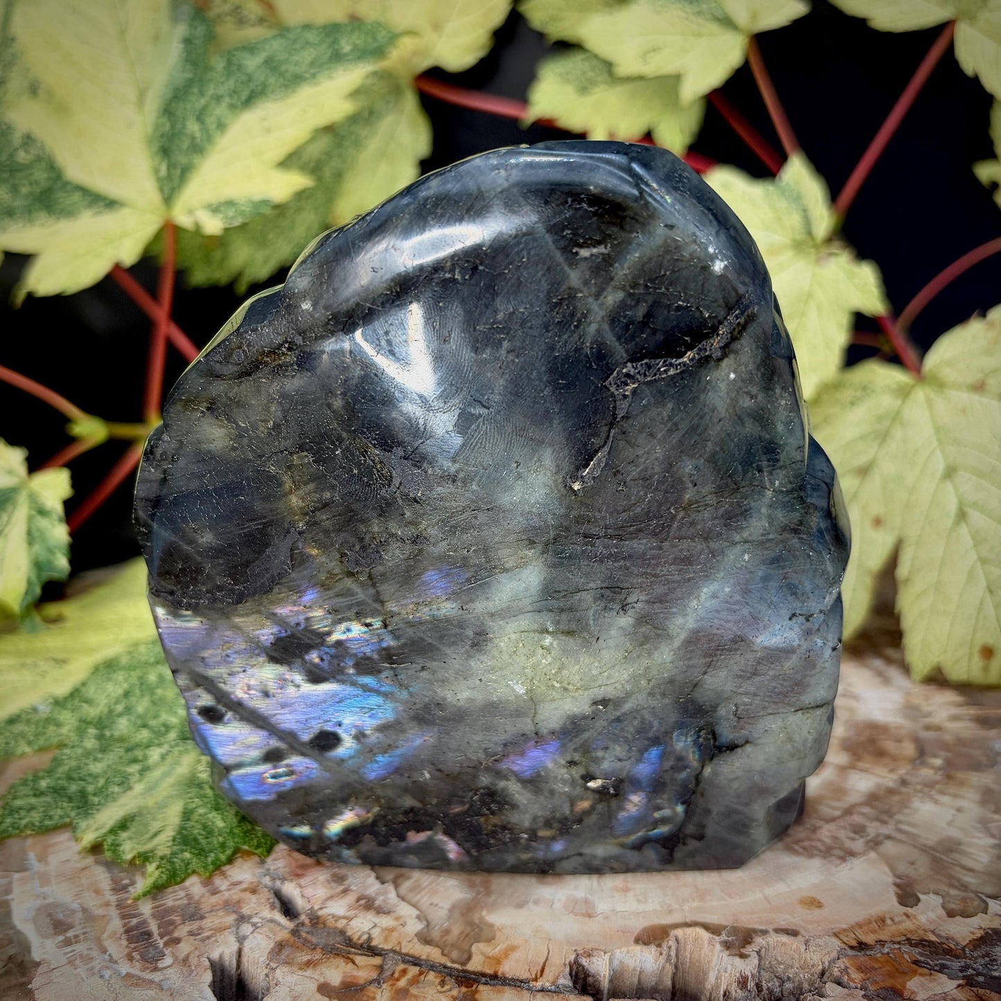 Purple Labradorite Turtle Crystal Carving  | 1.24kg