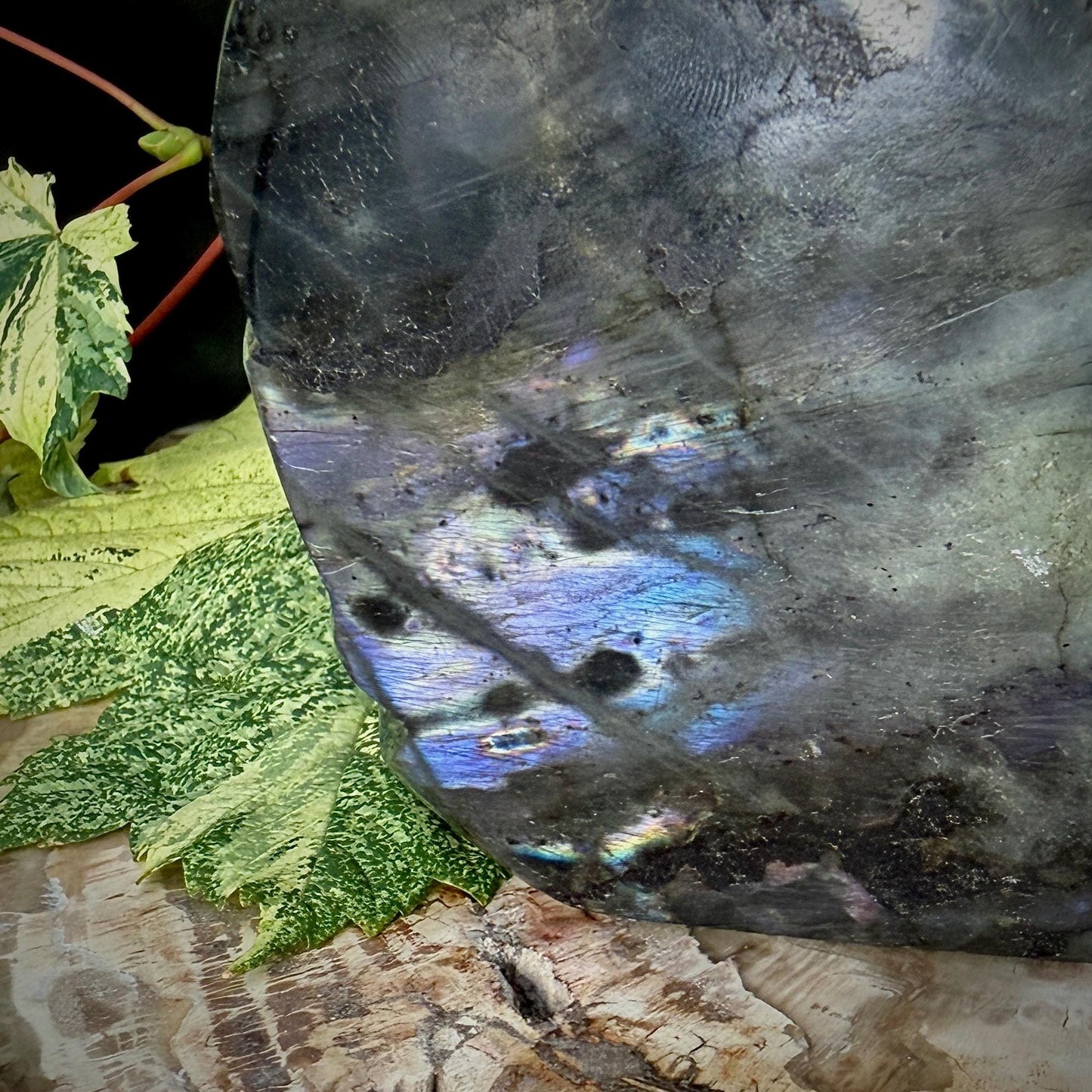 Purple Labradorite Turtle Crystal Carving  | 1.24kg