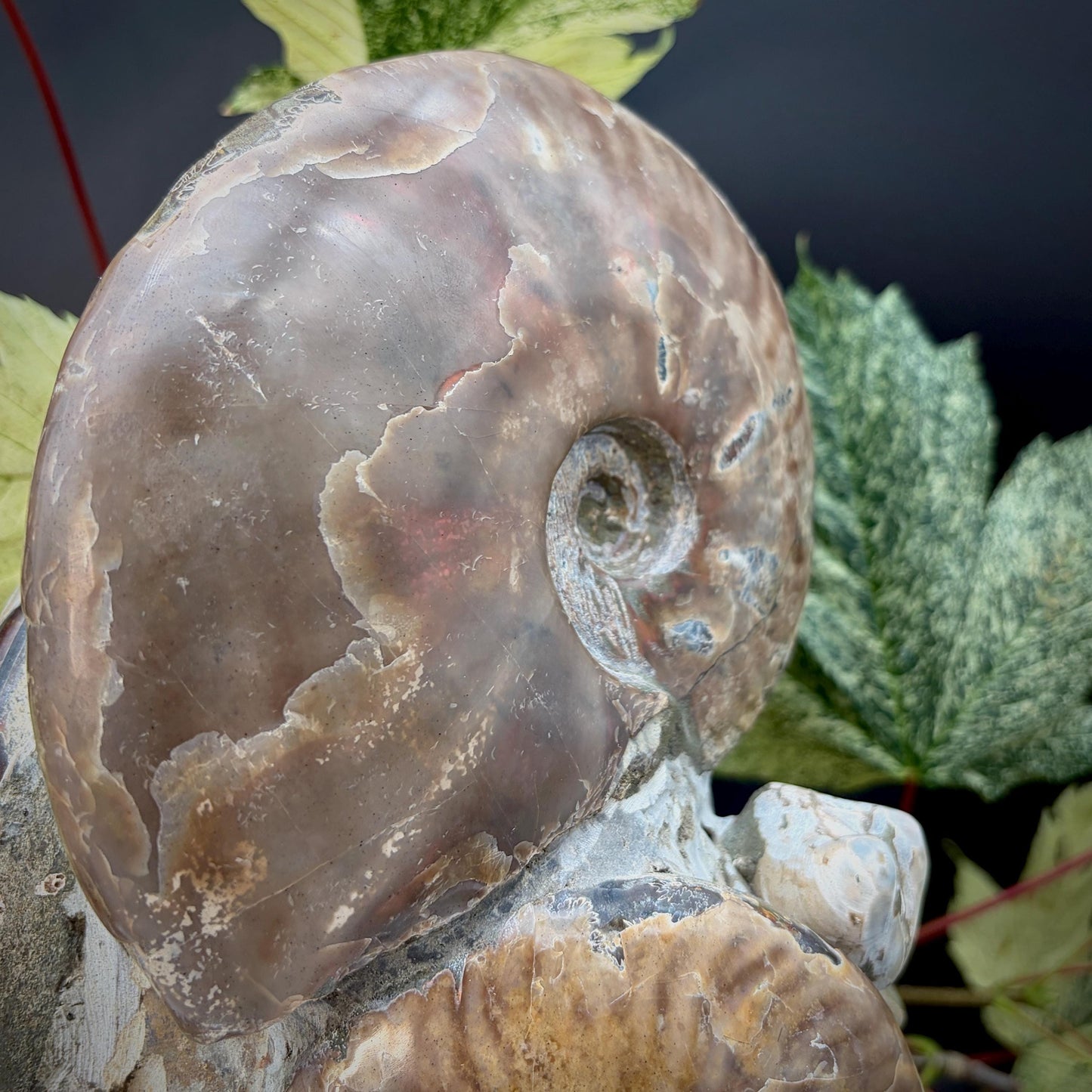 Ammonite Fossil Sculpture on Stand #2 | Natural Art
