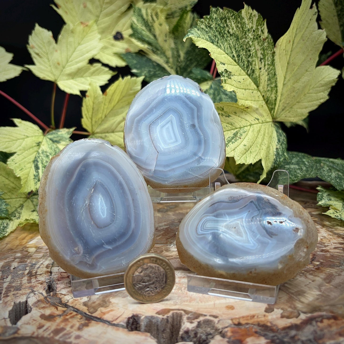 Agate Crystal Slice Set of 3 | Natural Banded  | Crystal Home Decor |  298g #16
