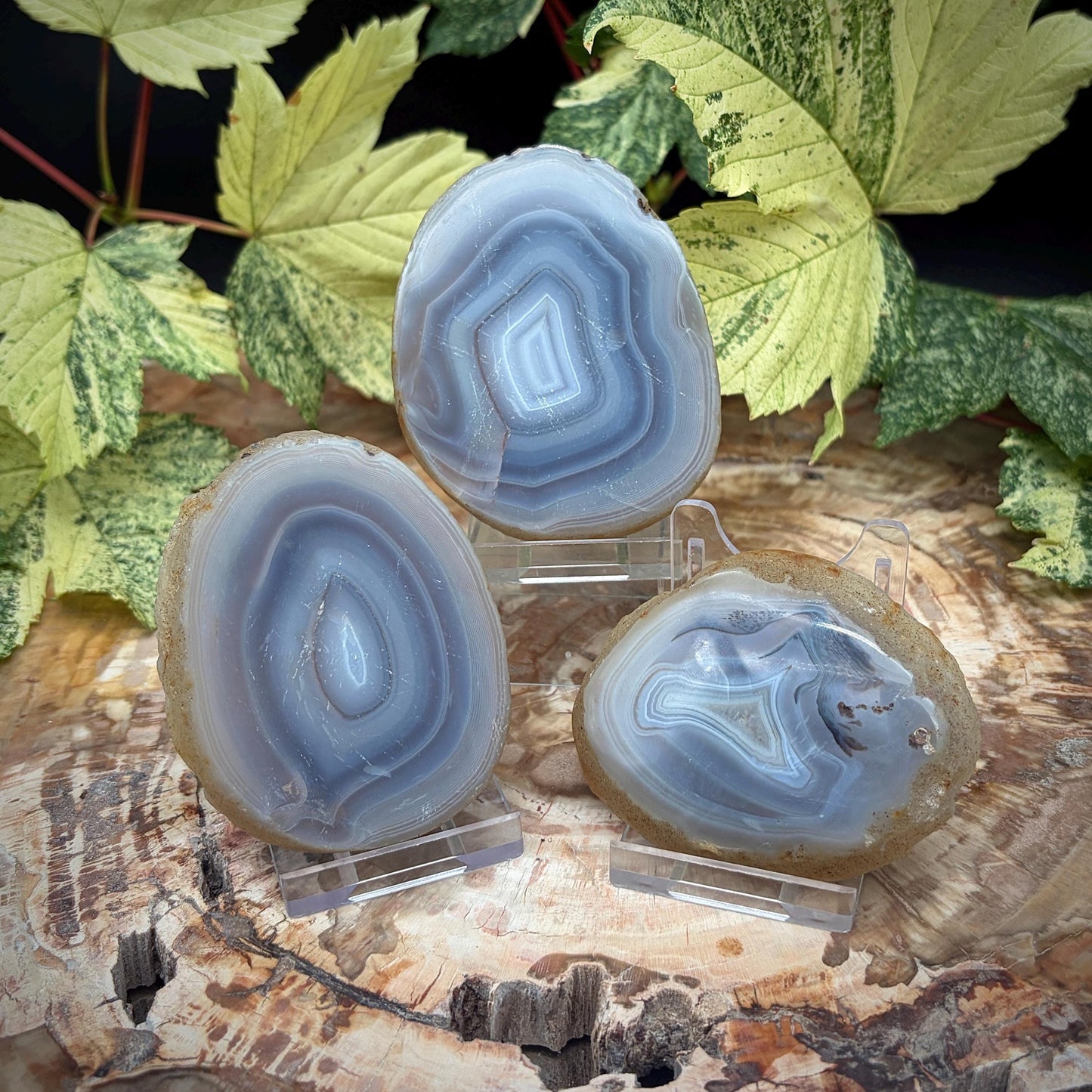 Agate Crystal Slice Set of 3 | Natural Banded  | Crystal Home Decor |  298g #16