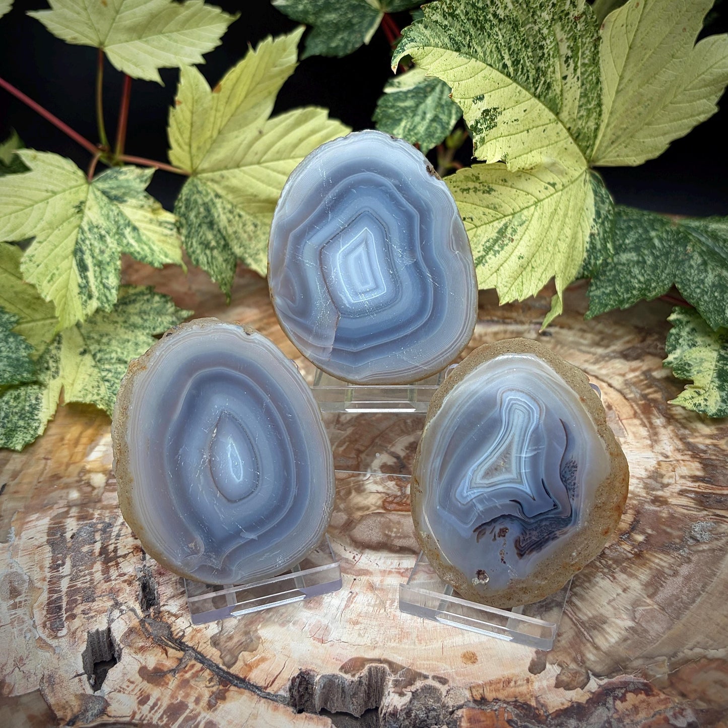 Agate Crystal Slice Set of 3 | Natural Banded  | Crystal Home Decor |  298g #16