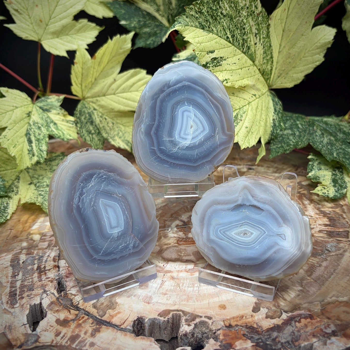 Agate Crystal Slice Set of 3 | Natural Banded  | Crystal Home Decor |  298g #16