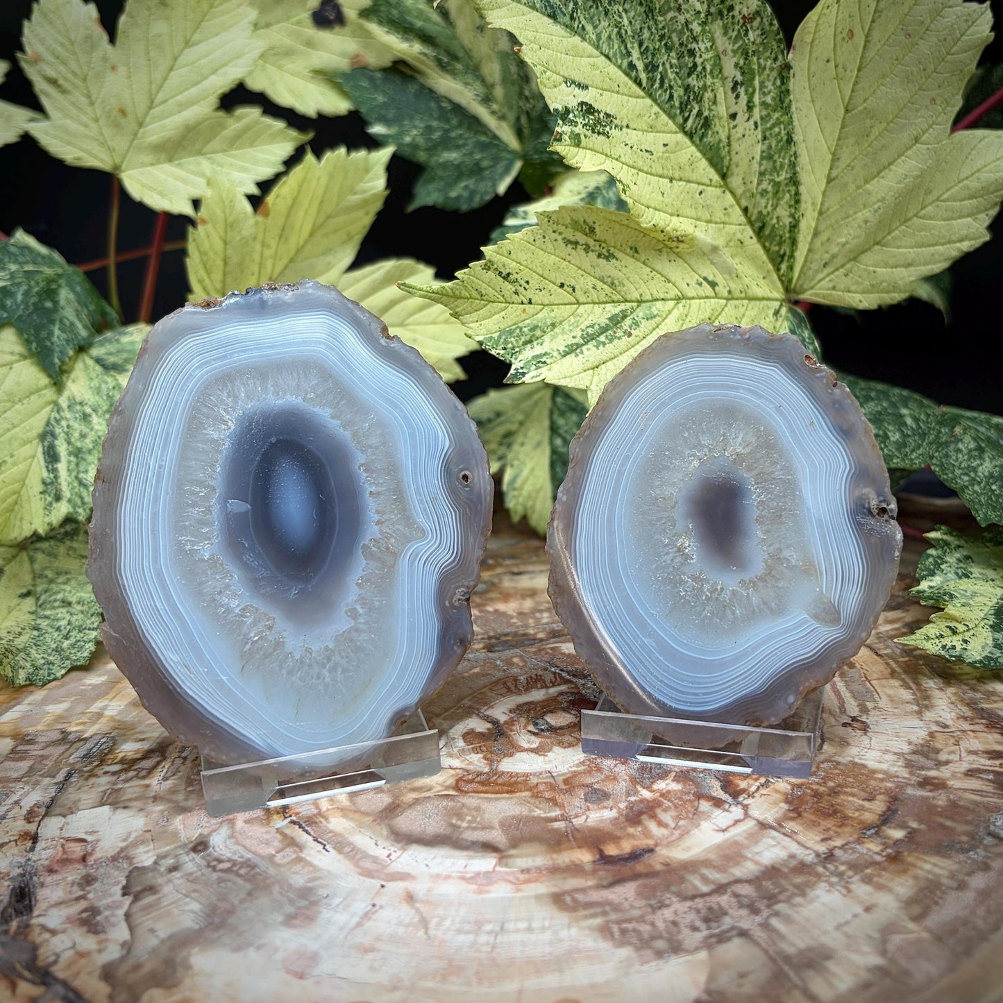 Agate Crystal Slice Set of 2 | Natural Banded  | Crystal Home Decor |  251g #14