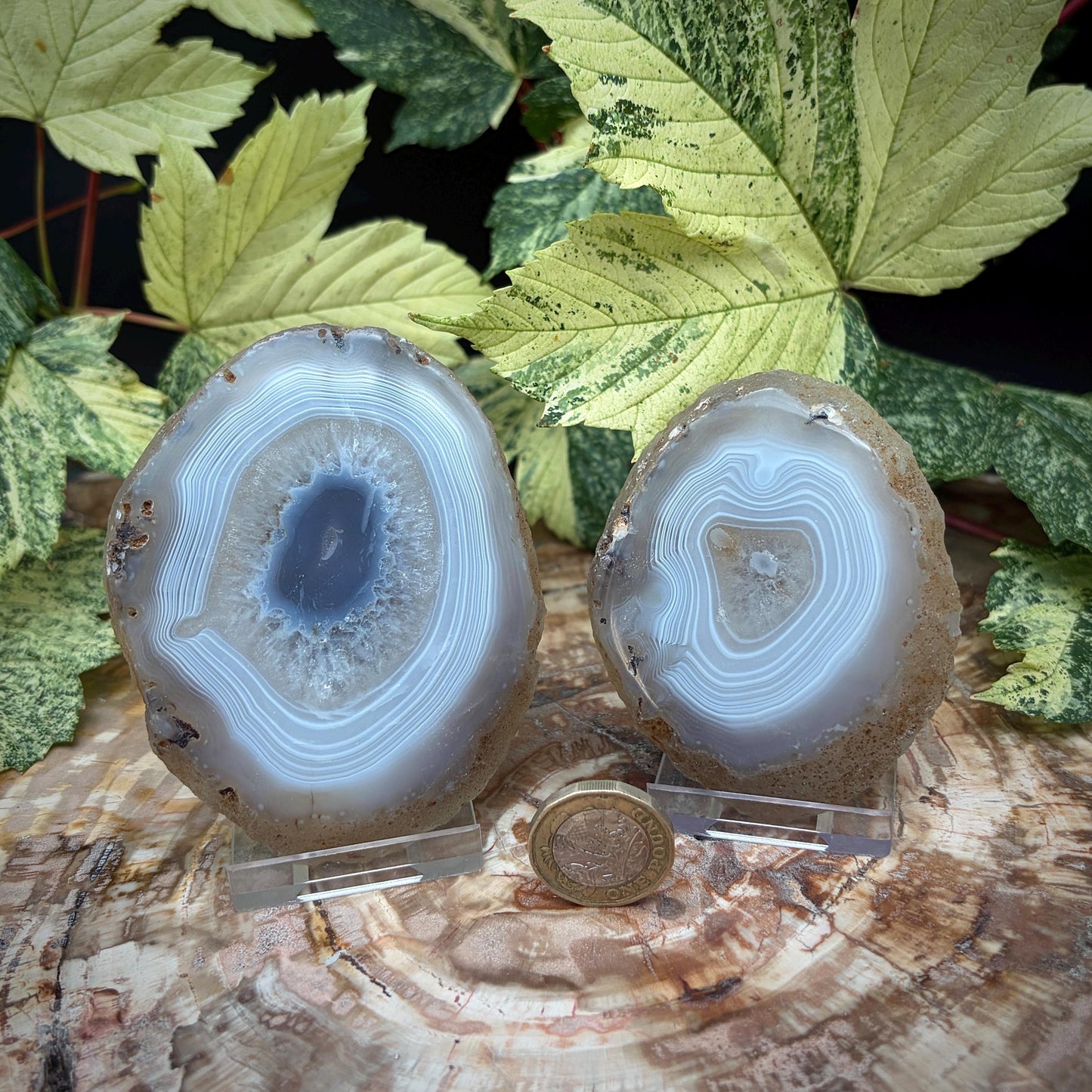 Agate Crystal Slice Set of 2 | Natural Banded  | Crystal Home Decor |  251g #14