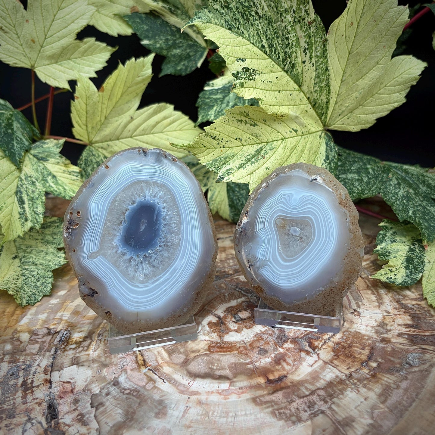 Agate Crystal Slice Set of 2 | Natural Banded  | Crystal Home Decor |  251g #14