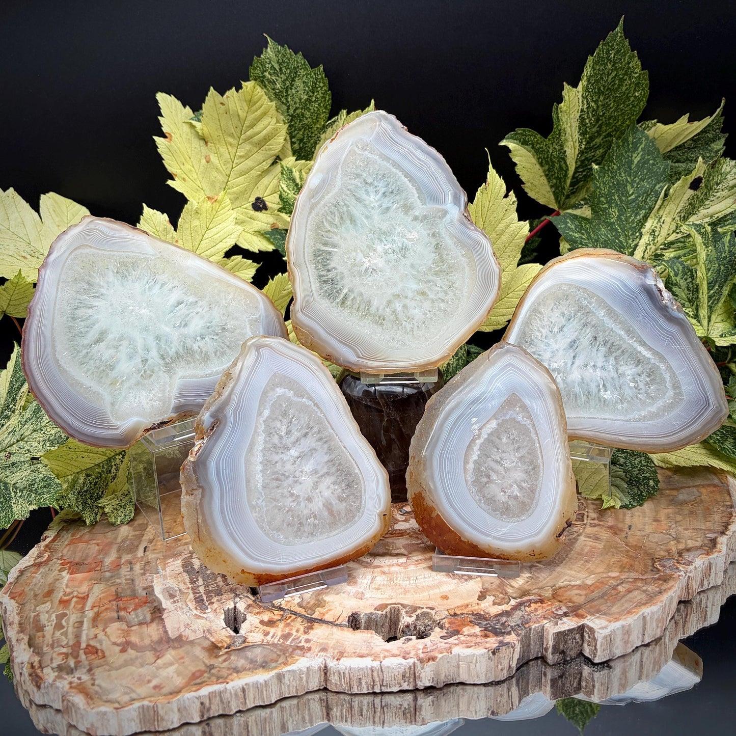 Agate Crystal Slice Set of 5 | Natural Banded  | Crystal Home Decor |  1.6kg #13