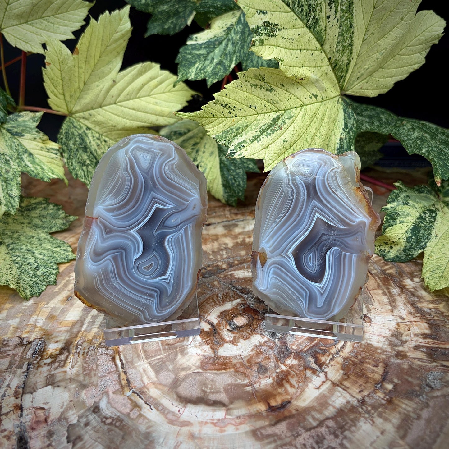 Agate Crystal Slice Set of 2 | Natural Banded  | Crystal Home Decor |  188g #12