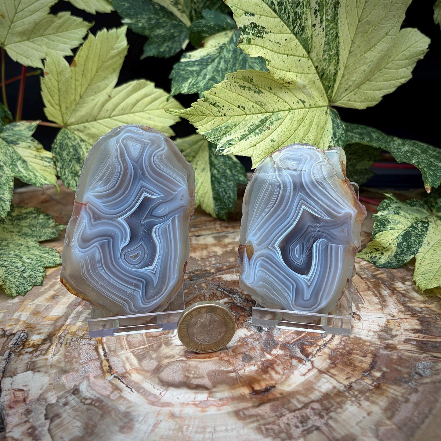 Agate Crystal Slice Set of 2 | Natural Banded  | Crystal Home Decor |  188g #12