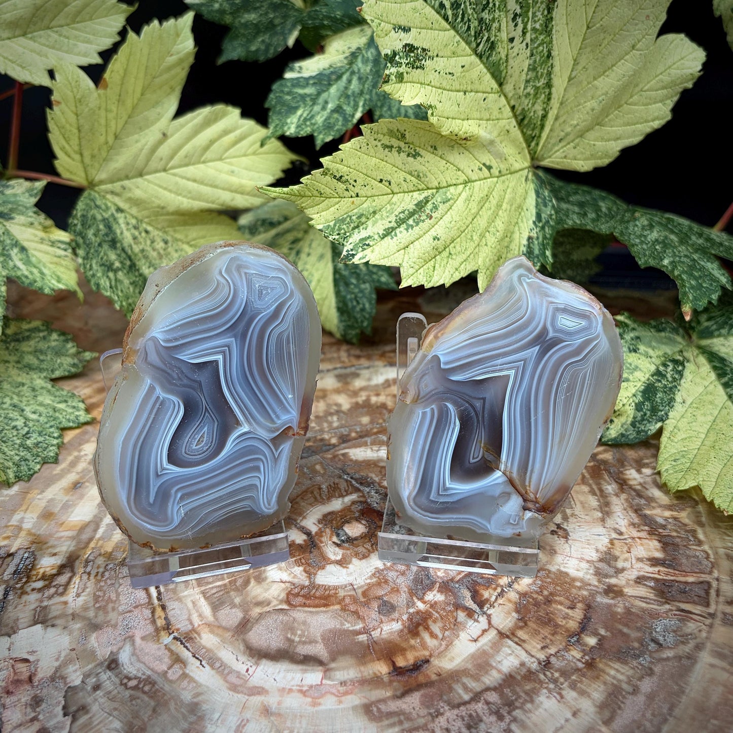 Agate Crystal Slice Set of 2 | Natural Banded  | Crystal Home Decor |  188g #12