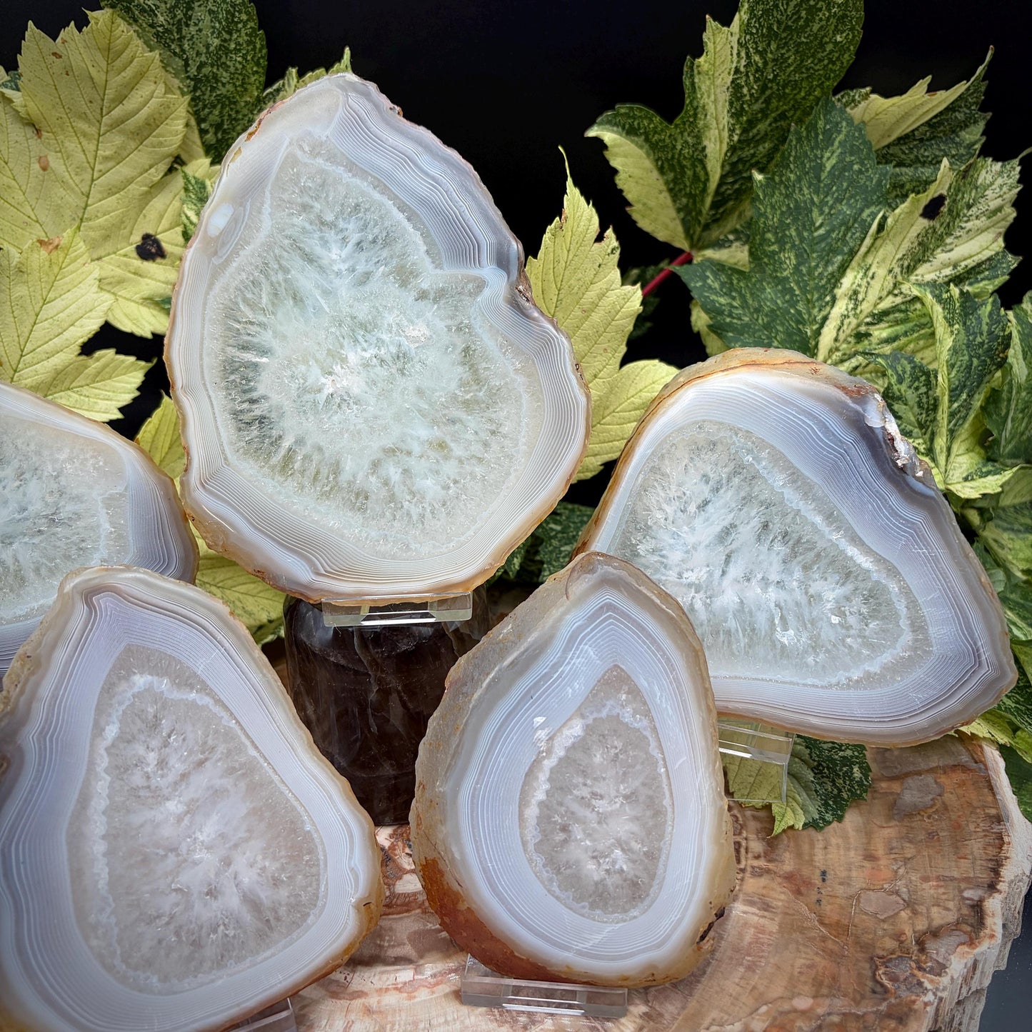 Agate Crystal Slice Set of 5 | Natural Banded  | Crystal Home Decor |  1.6kg #13