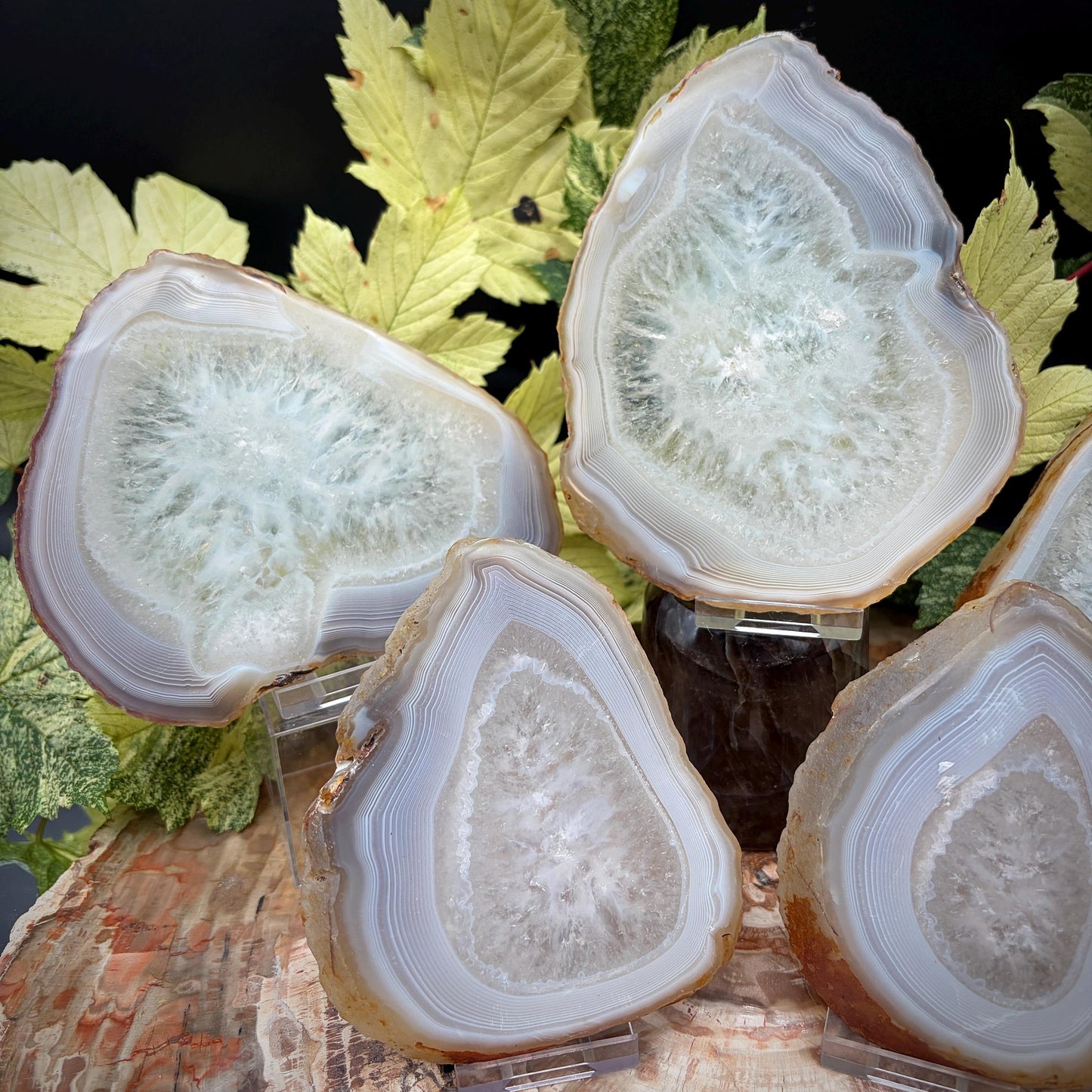 Agate Crystal Slice Set of 5 | Natural Banded  | Crystal Home Decor |  1.6kg #13