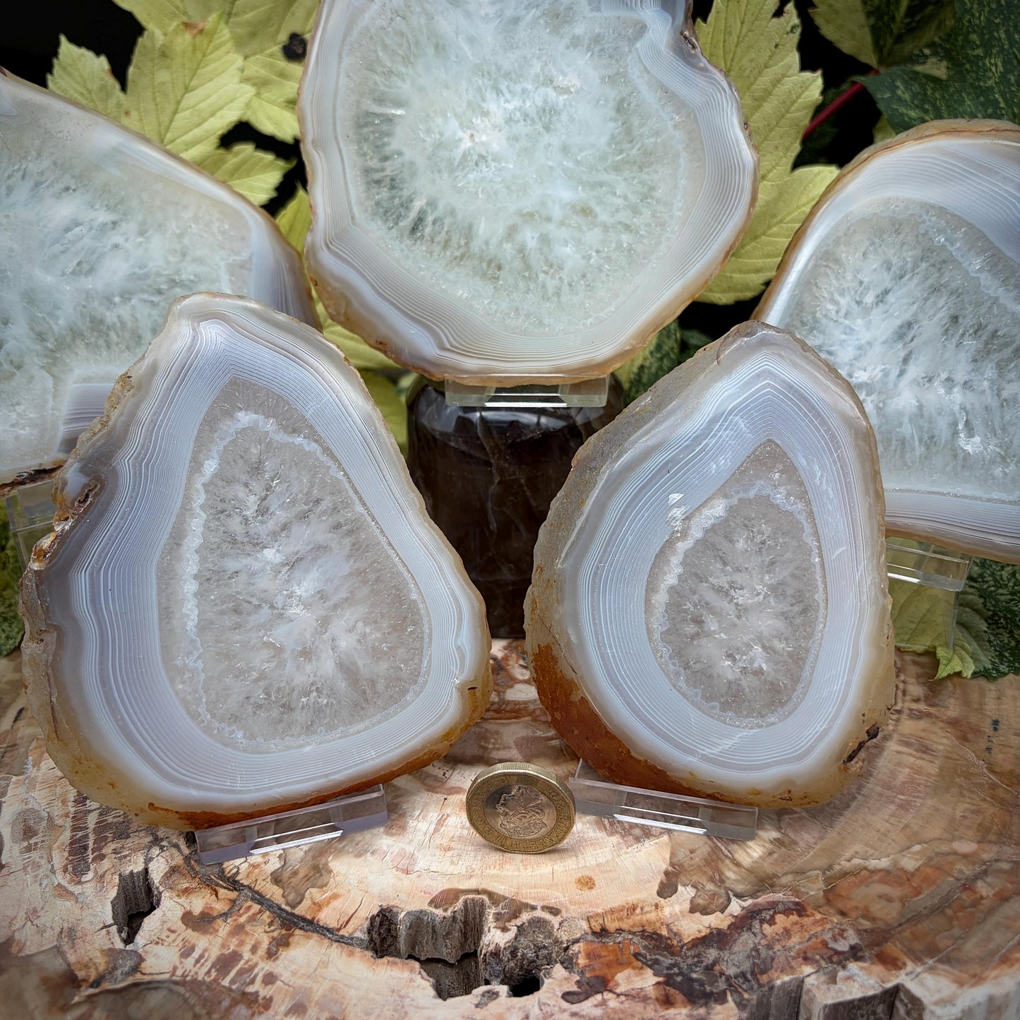 Agate Crystal Slice Set of 5 | Natural Banded  | Crystal Home Decor |  1.6kg #13