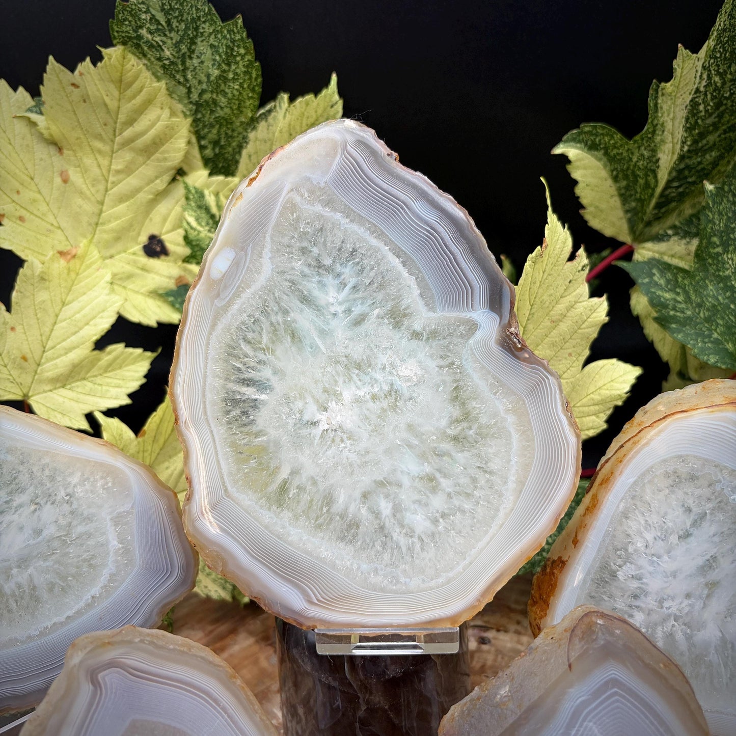 Agate Crystal Slice Set of 5 | Natural Banded  | Crystal Home Decor |  1.6kg #13