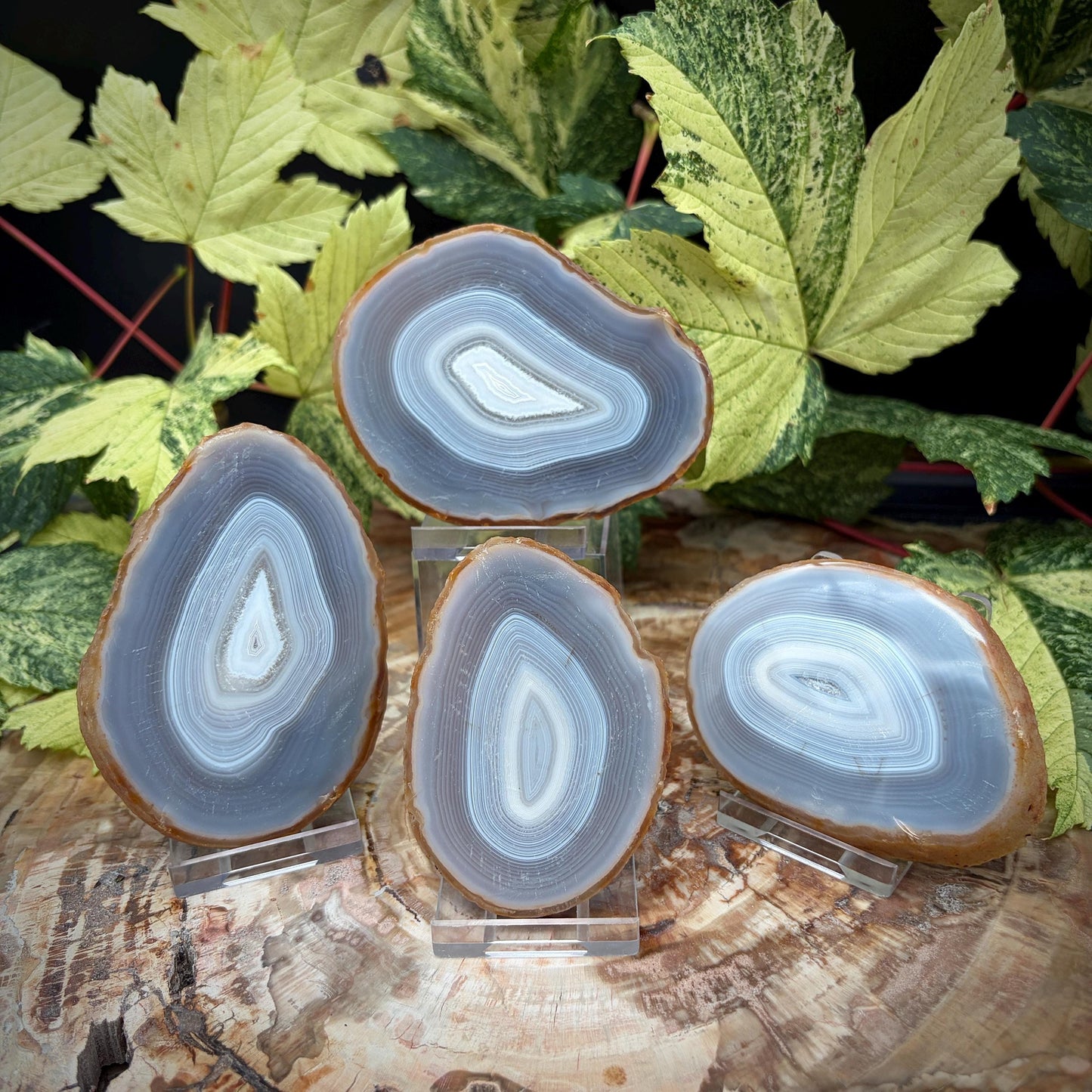 Agate Crystal Slice Set of 4 | Natural Banded  | Crystal Home Decor |  462g #9