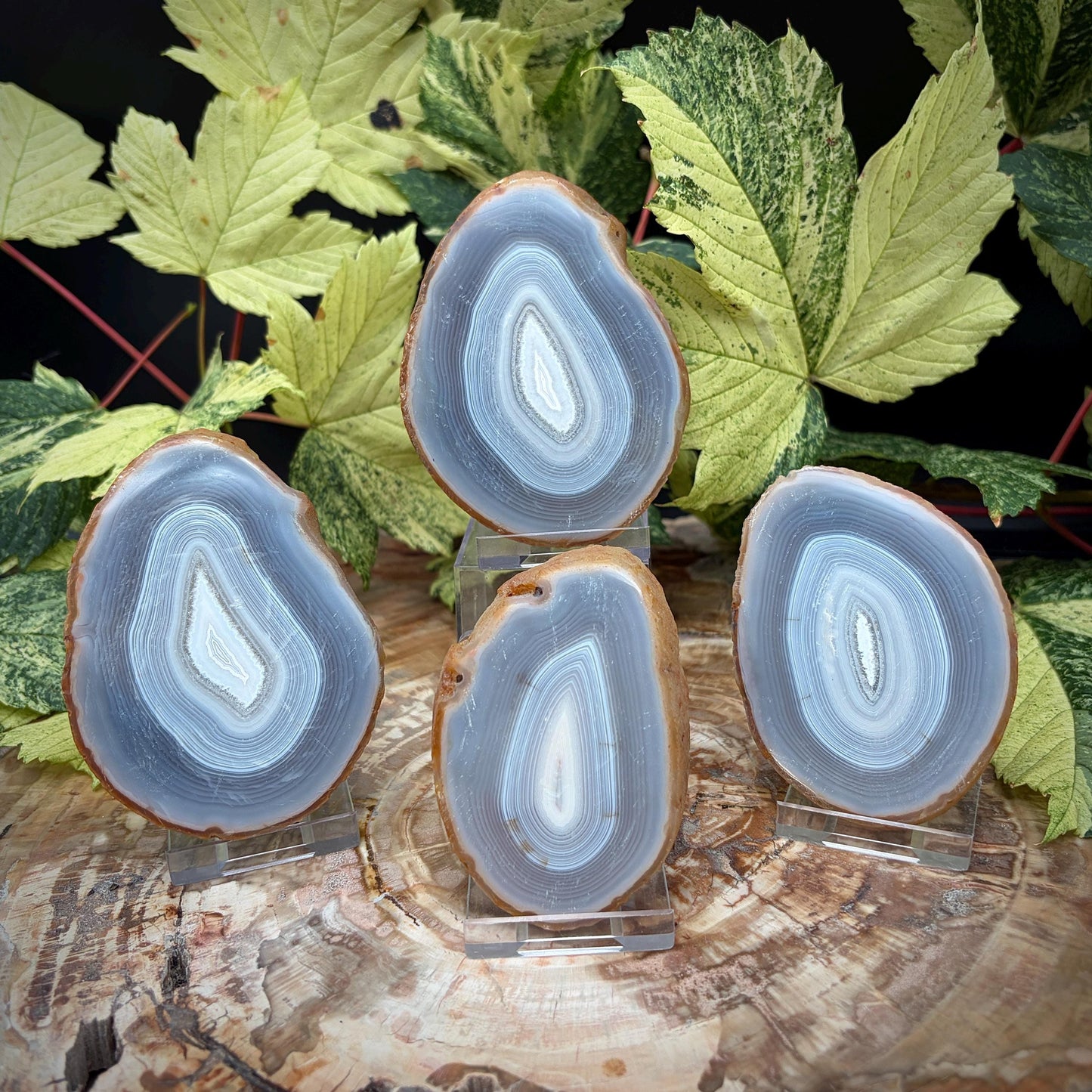 Agate Crystal Slice Set of 4 | Natural Banded  | Crystal Home Decor |  462g #9