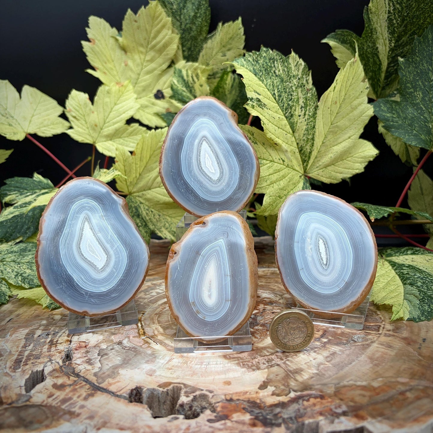 Agate Crystal Slice Set of 4 | Natural Banded  | Crystal Home Decor |  462g #9