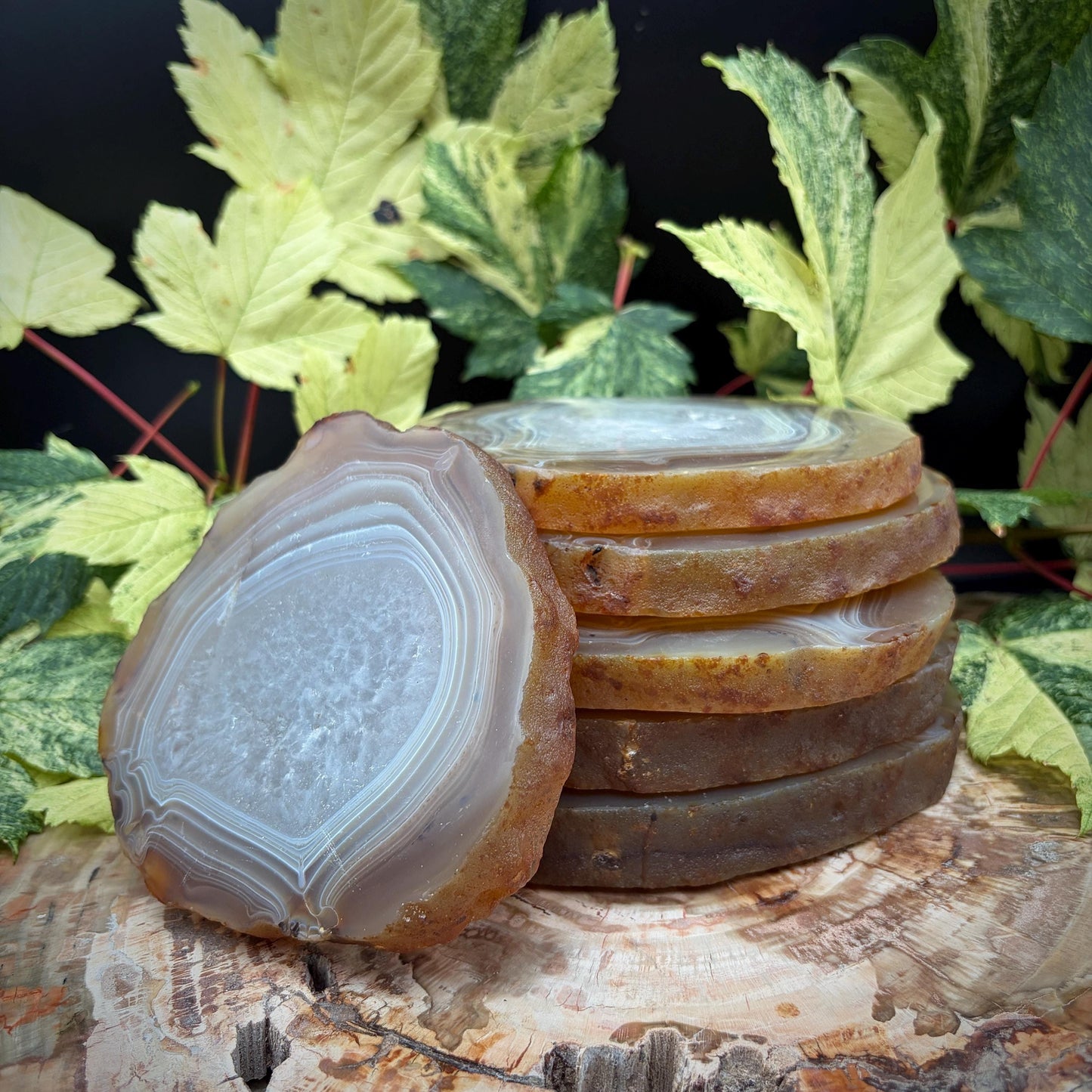 Agate Crystal Slice Set of 6 | Natural Banded  | Crystal Home Decor |  3.3kg #8