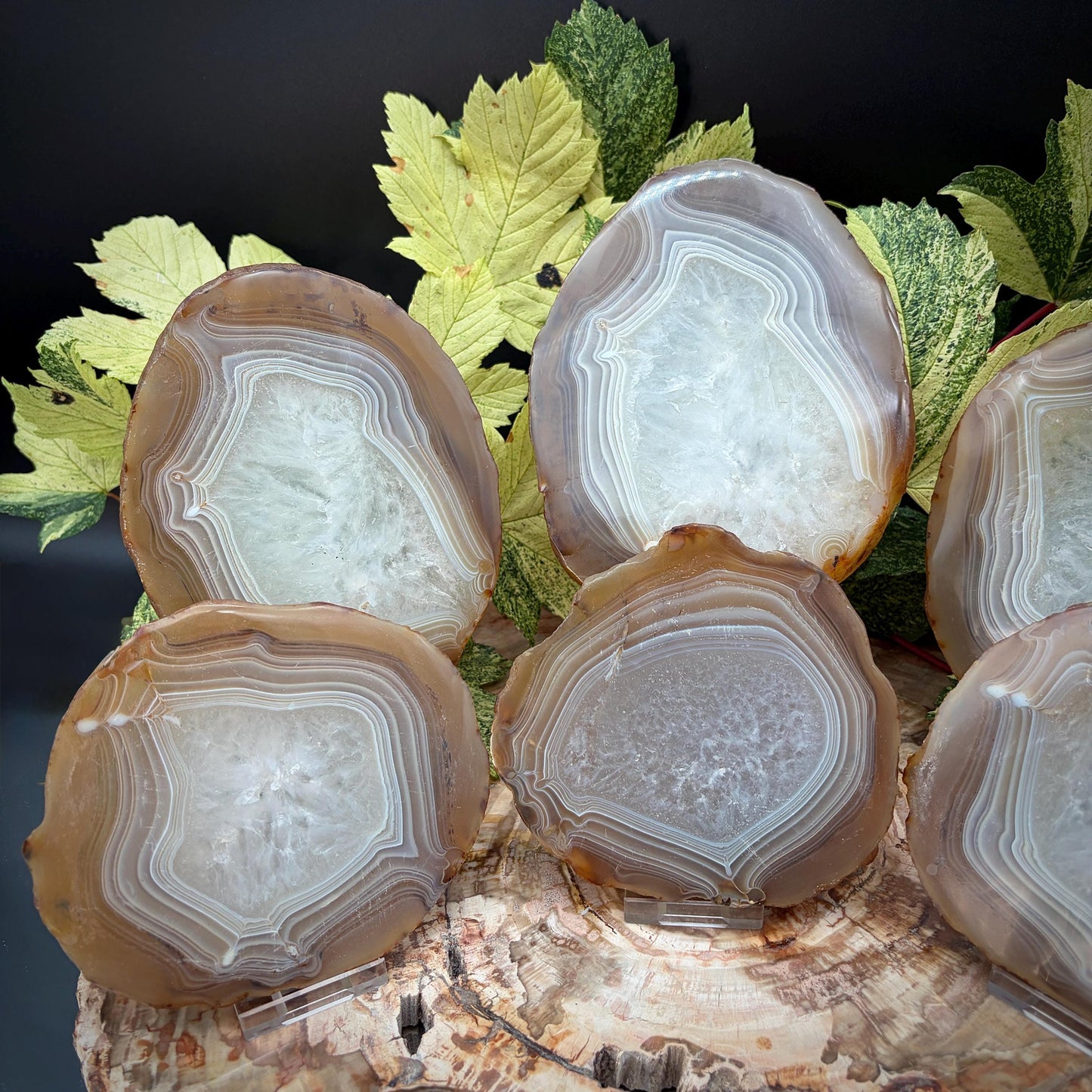 Agate Crystal Slice Set of 6 | Natural Banded  | Crystal Home Decor |  3.3kg #8