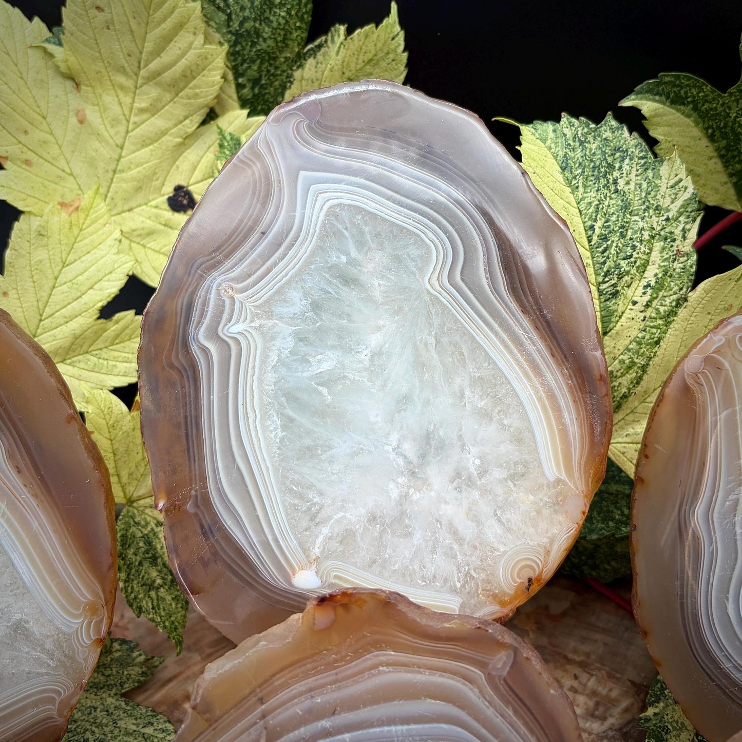 Agate Crystal Slice Set of 6 | Natural Banded  | Crystal Home Decor |  3.3kg #8