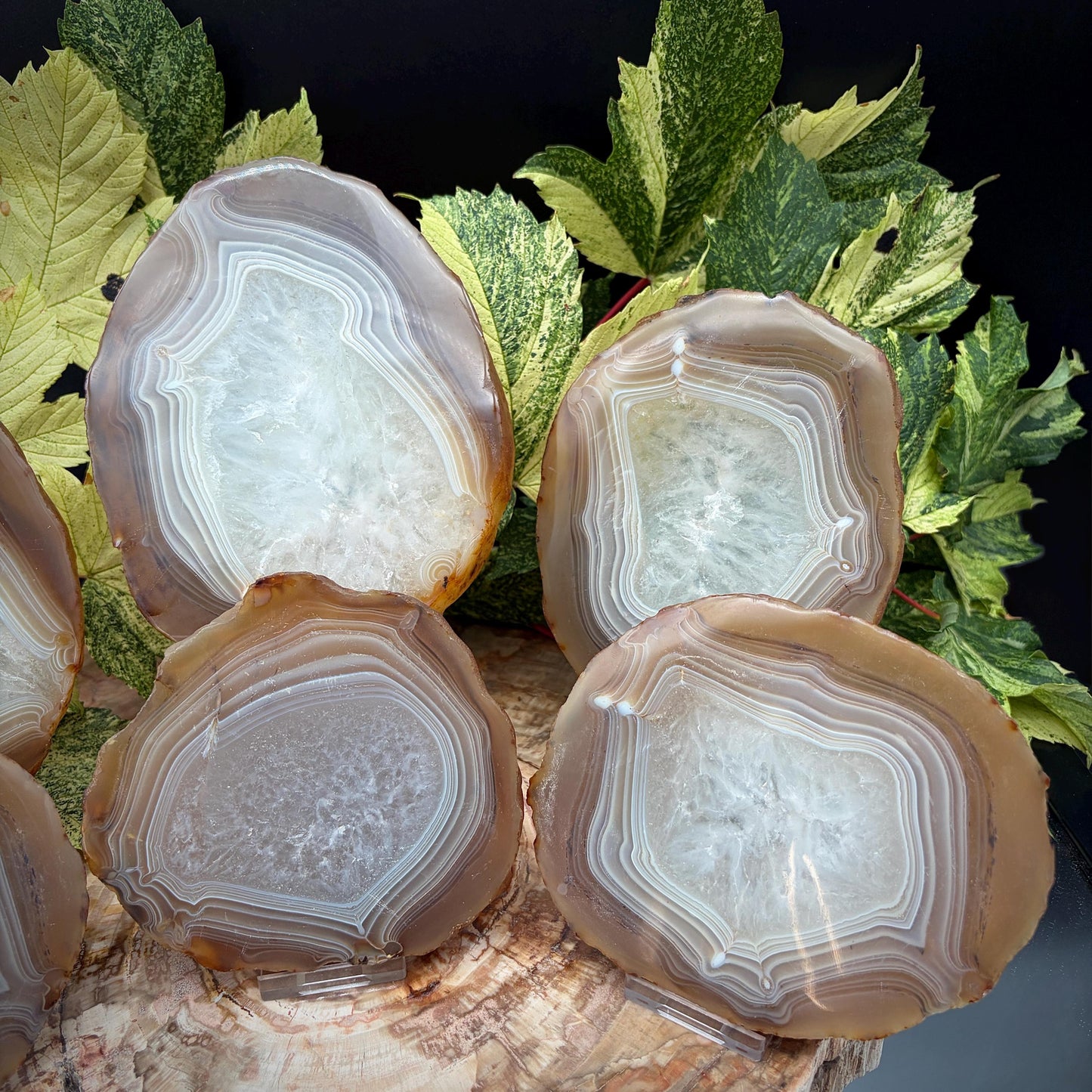 Agate Crystal Slice Set of 6 | Natural Banded  | Crystal Home Decor |  3.3kg #8