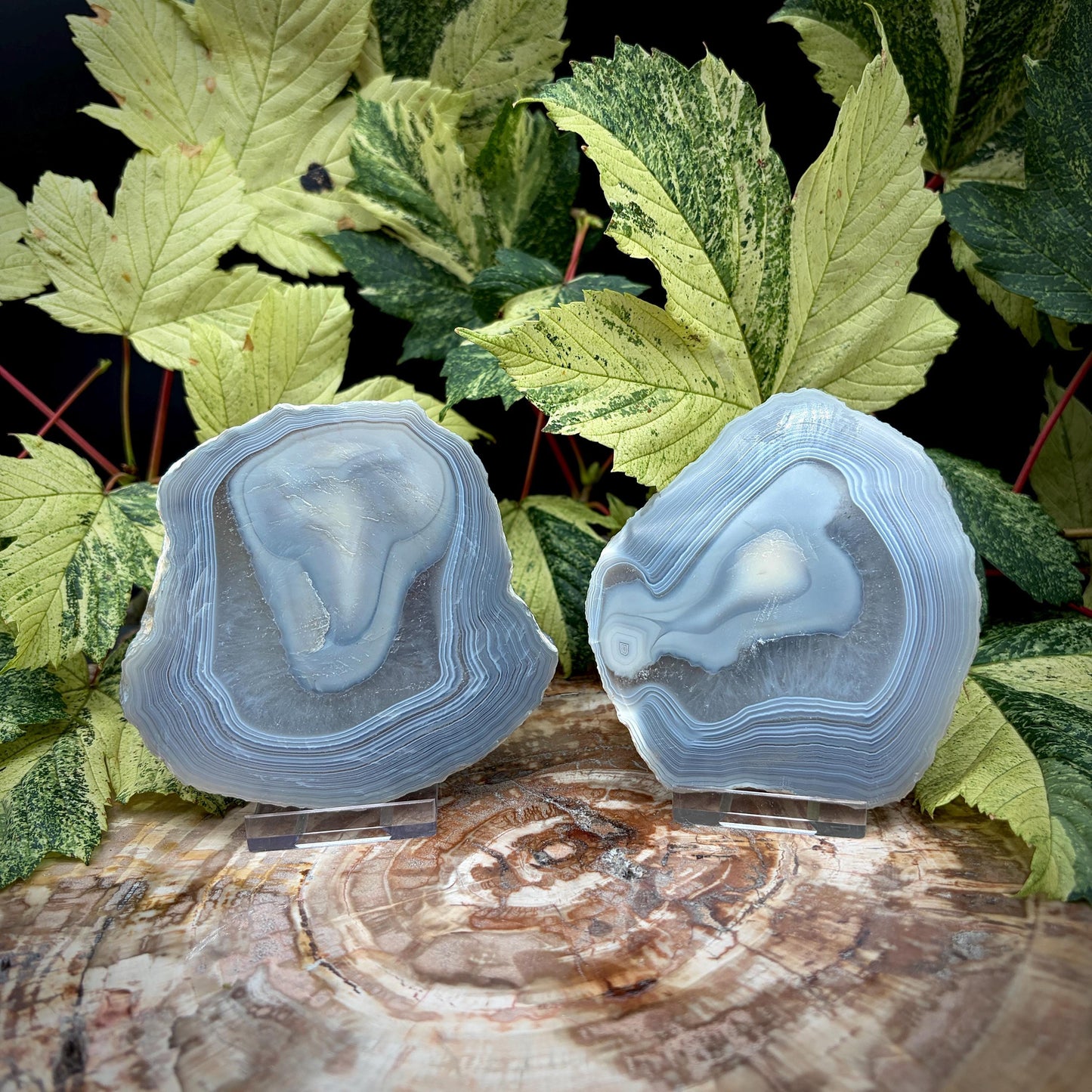 Agate Crystal Slice Set of 2 | Natural Banded  | Crystal Home Decor |  442g #7