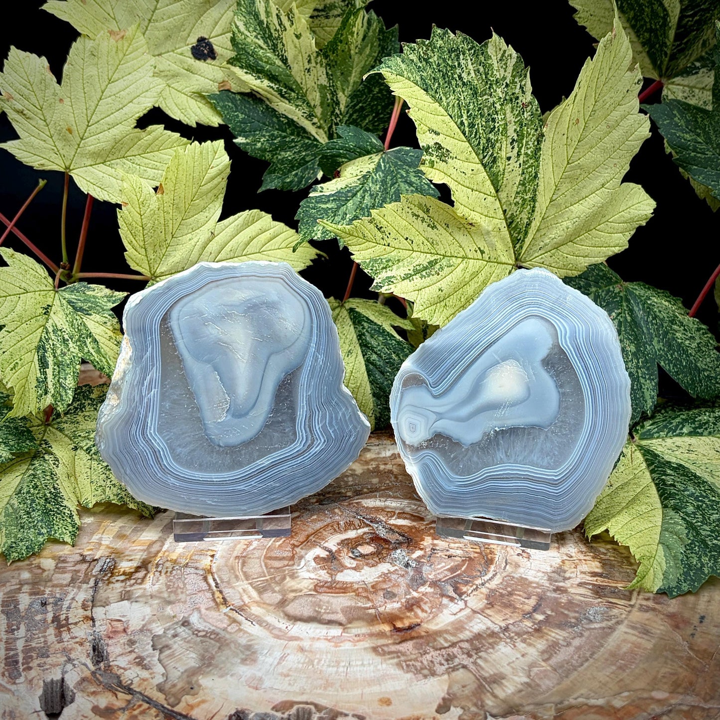 Agate Crystal Slice Set of 2 | Natural Banded  | Crystal Home Decor |  442g #7