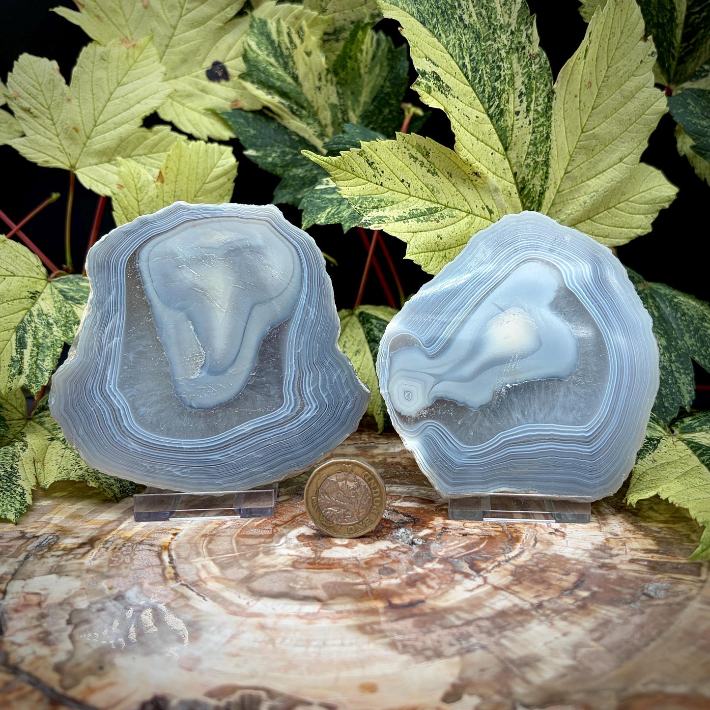 Agate Crystal Slice Set of 2 | Natural Banded  | Crystal Home Decor |  442g #7