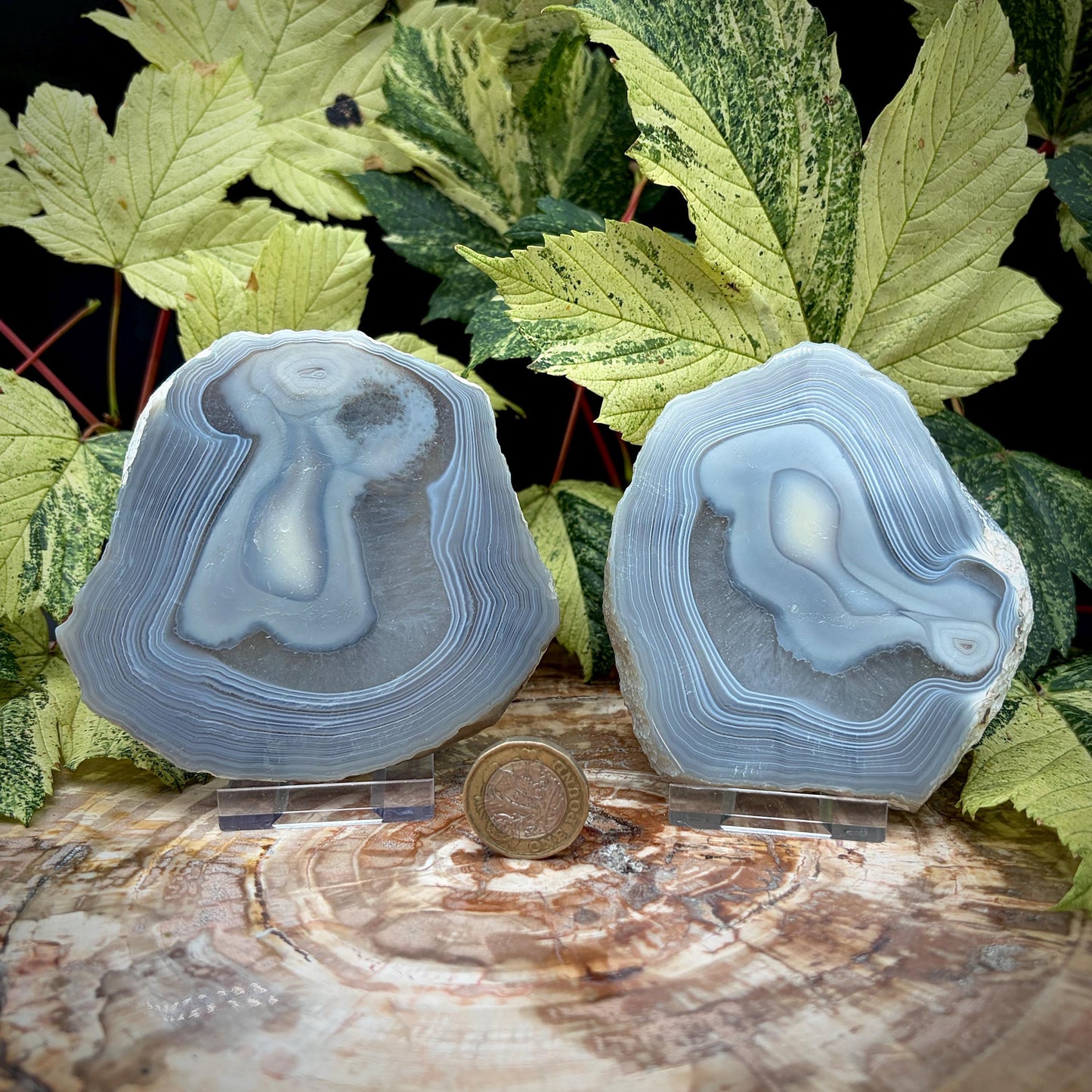 Agate Crystal Slice Set of 2 | Natural Banded  | Crystal Home Decor |  442g #7