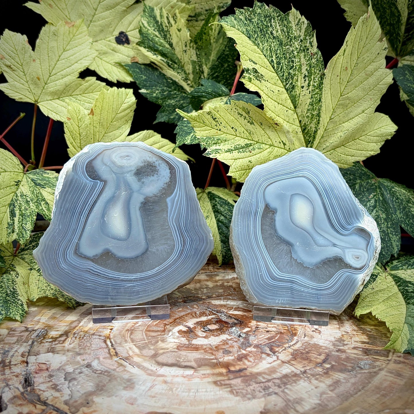 Agate Crystal Slice Set of 2 | Natural Banded  | Crystal Home Decor |  442g #7