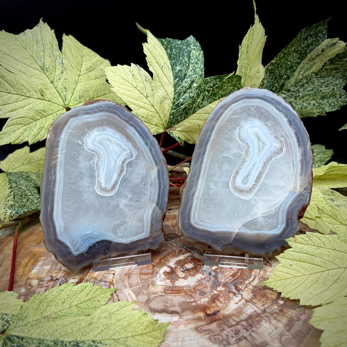 Agate Crystal Slice Set of 2 | Natural Banded  | Crystal Home Decor |  442g #5