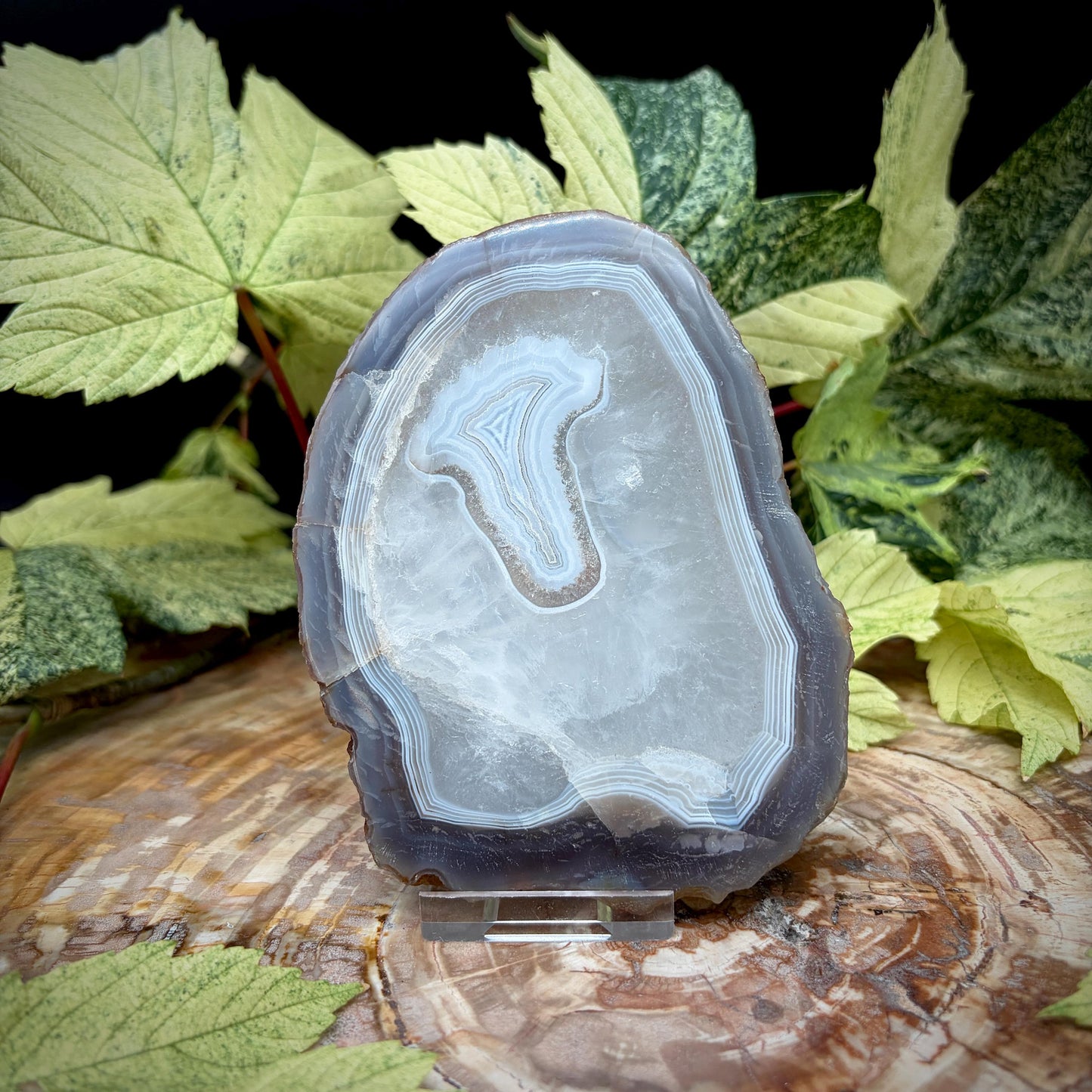 Agate Crystal Slice Set of 2 | Natural Banded  | Crystal Home Decor |  442g #5