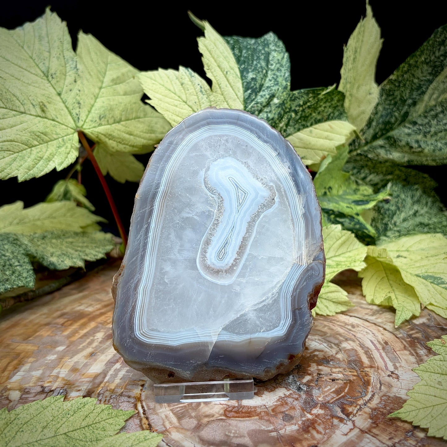 Agate Crystal Slice Set of 2 | Natural Banded  | Crystal Home Decor |  442g #5
