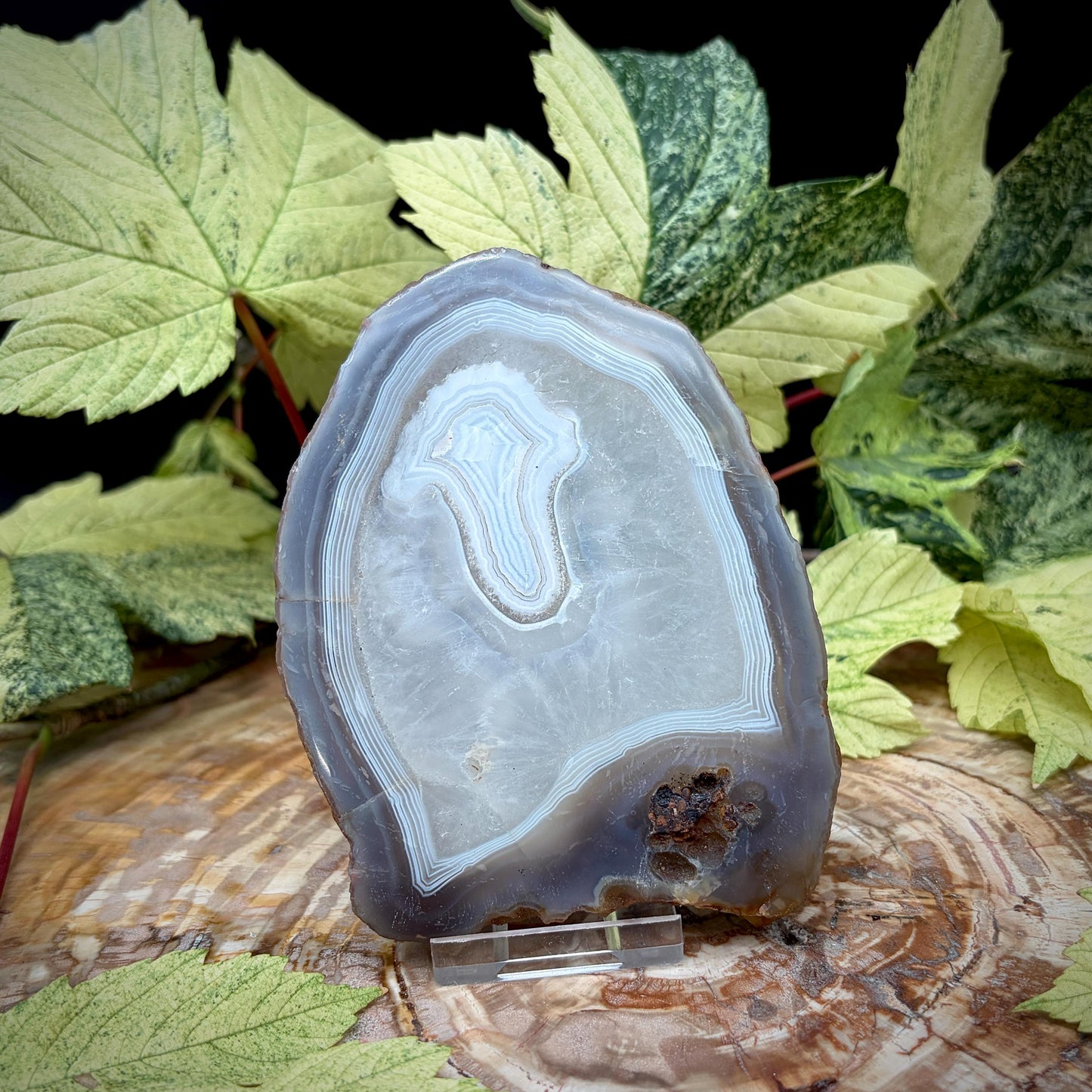 Agate Crystal Slice Set of 2 | Natural Banded  | Crystal Home Decor |  442g #5