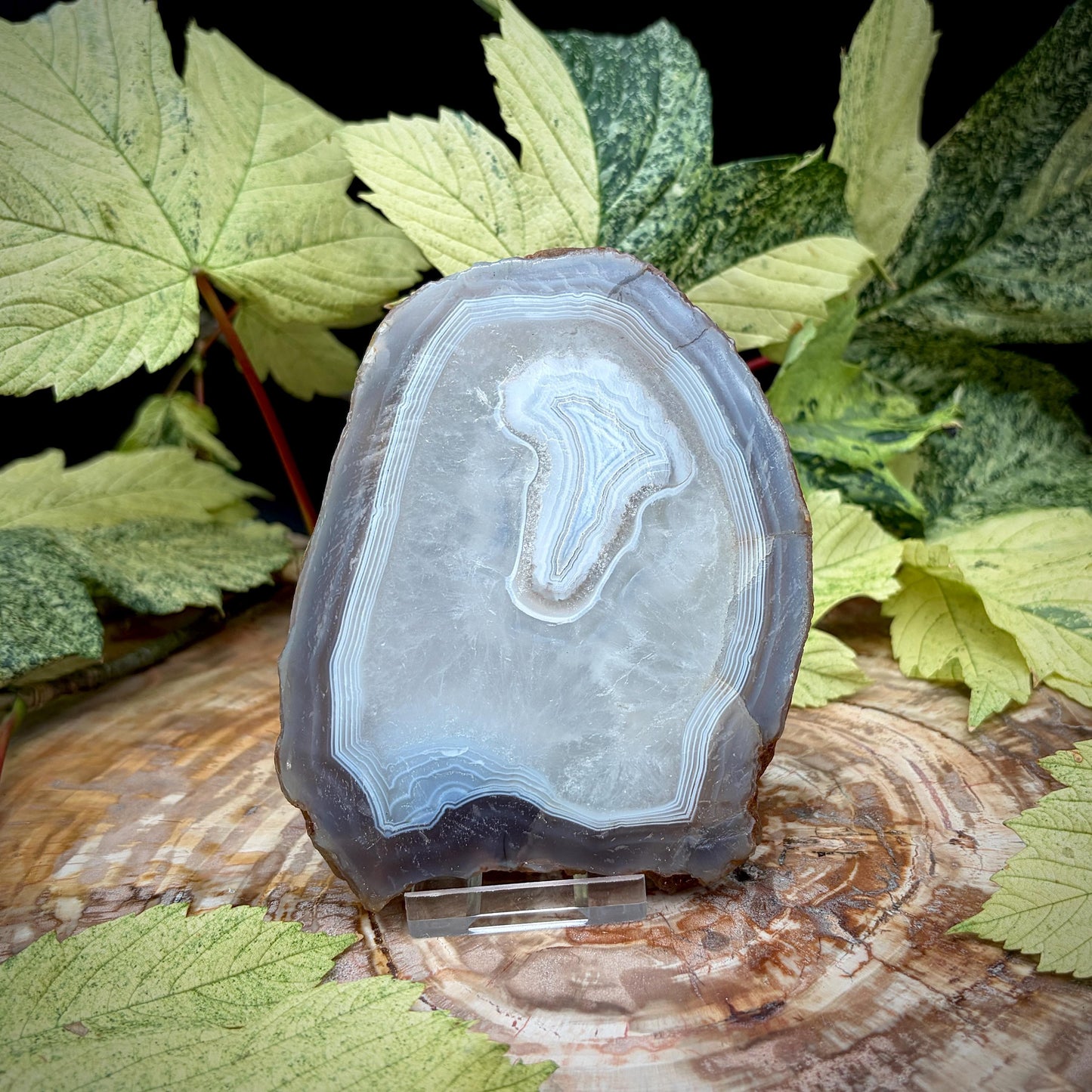 Agate Crystal Slice Set of 2 | Natural Banded  | Crystal Home Decor |  442g #5