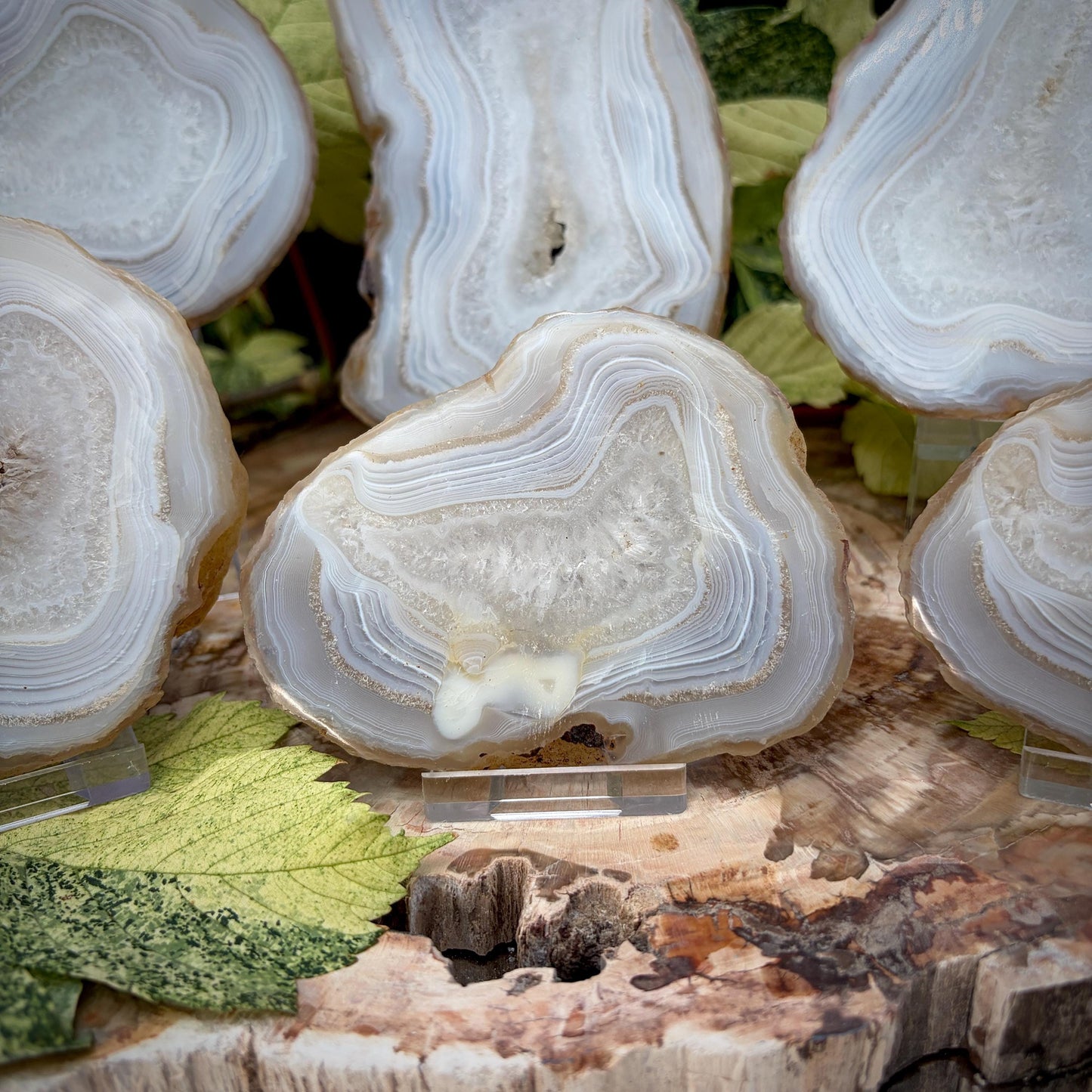 Agate Crystal Slice Set of 6 | Natural Banded  | Crystal Home Decor |  1.59kg #4