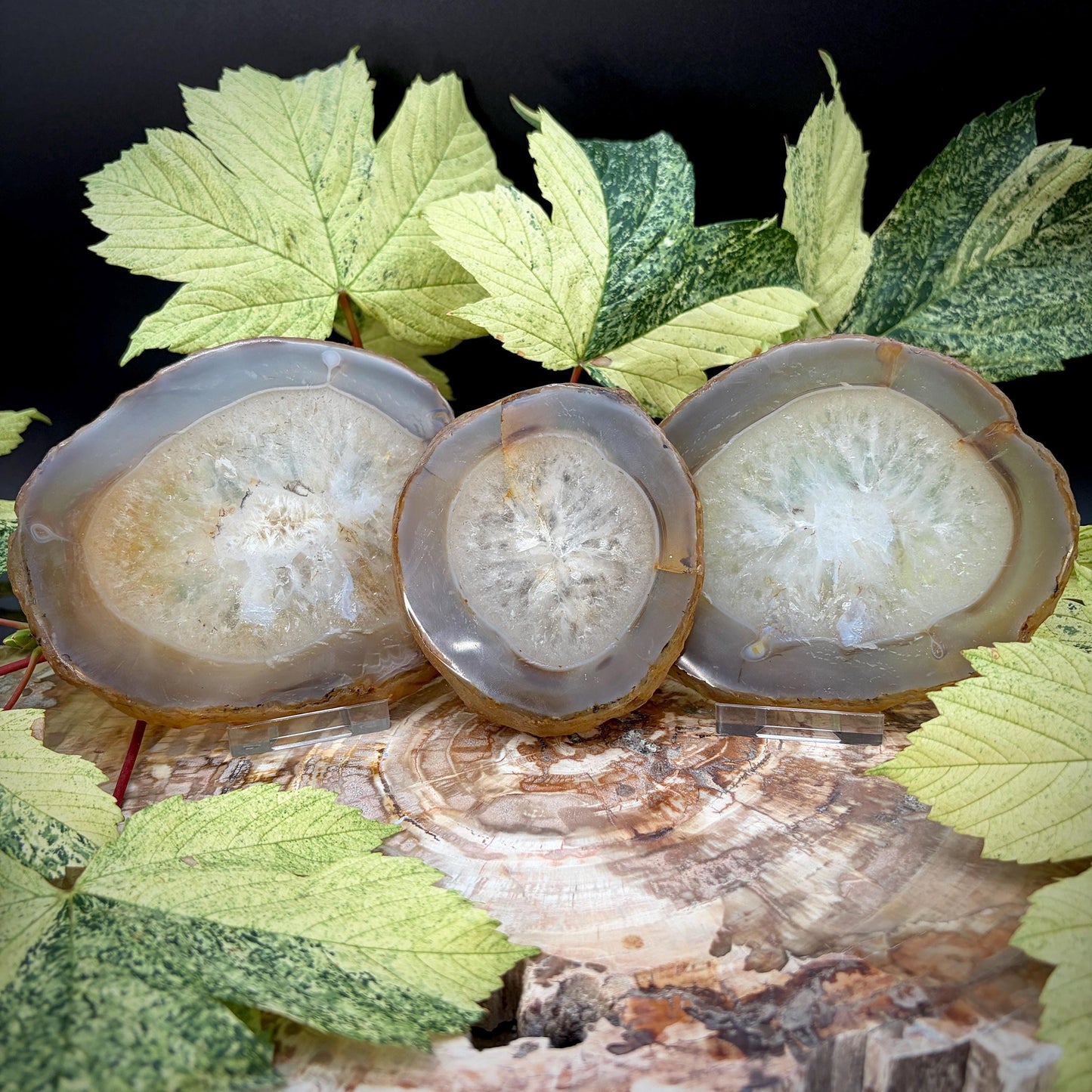 Agate Crystal Slice Set of 3 | Natural Banded  | Crystal Home Decor | 880g #3