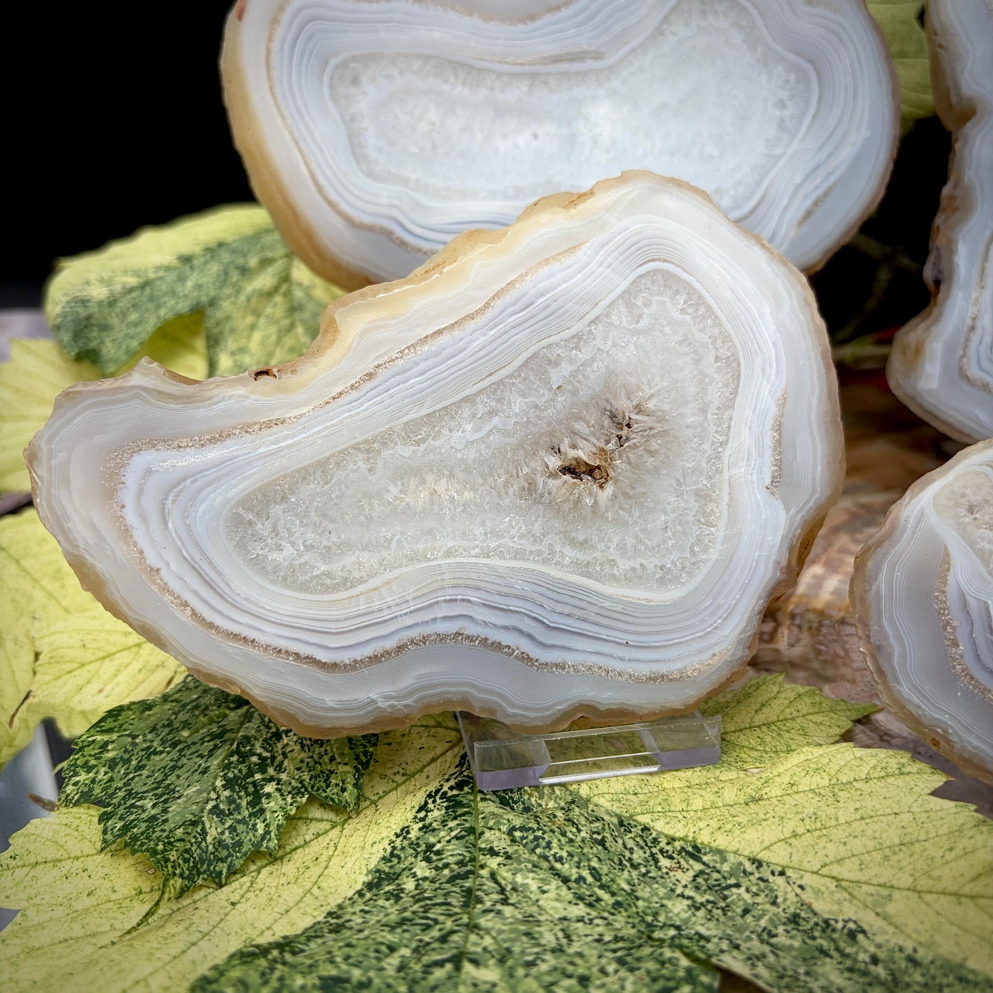 Agate Crystal Slice Set of 6 | Natural Banded  | Crystal Home Decor |  1.59kg #4