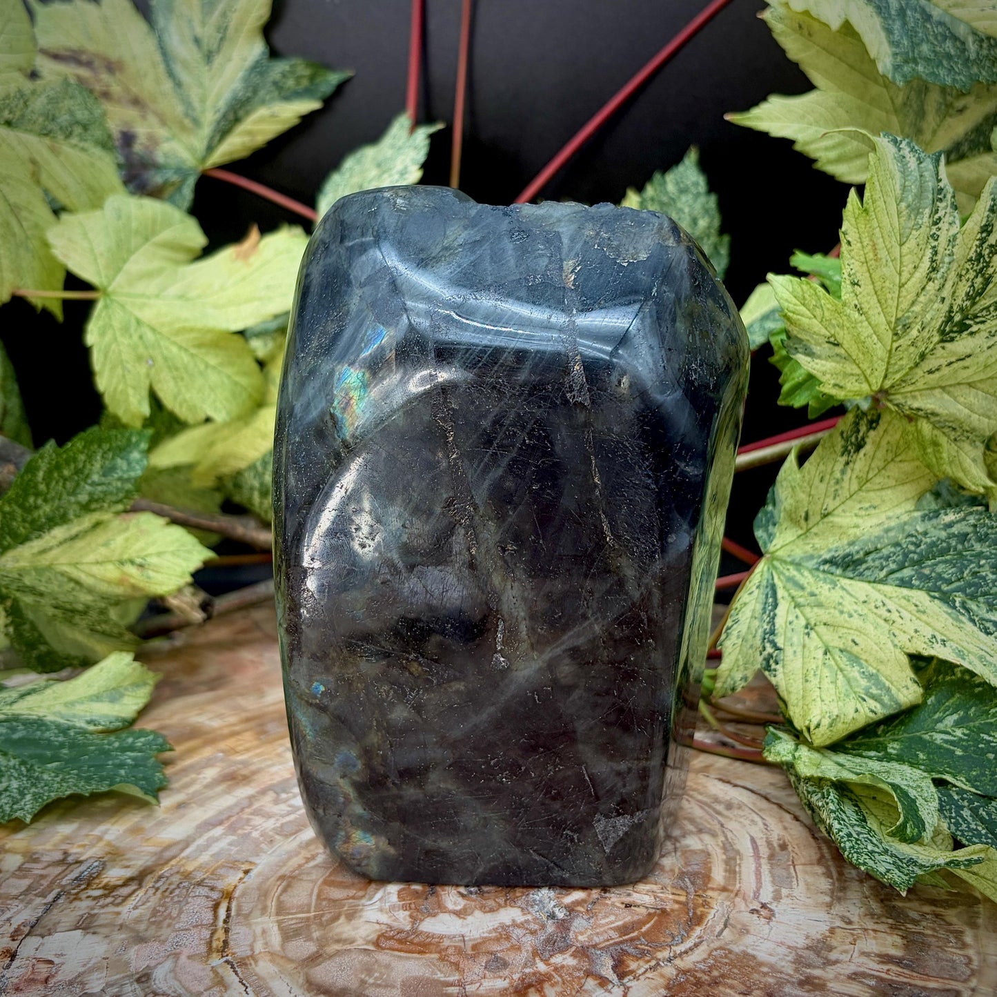 Labradorite Lion Crystal Carving | Purple & Sunset Labradorite Sculpture | Safari Decor | Wildlife Gift | 1.28kg
