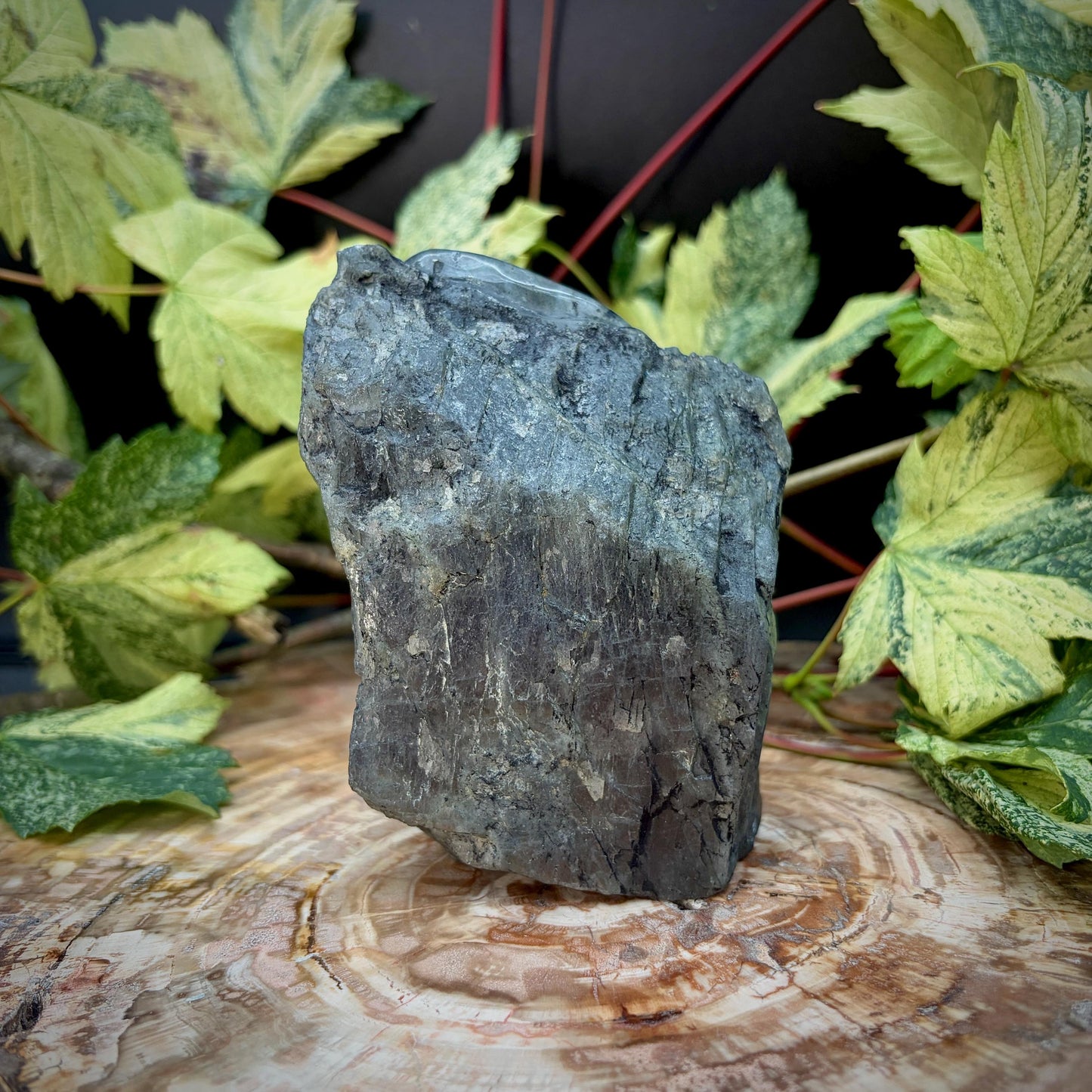 Labradorite Lizard Crystal Carving | Hand Carved Sculpture | Reptile Home Decor | 774g