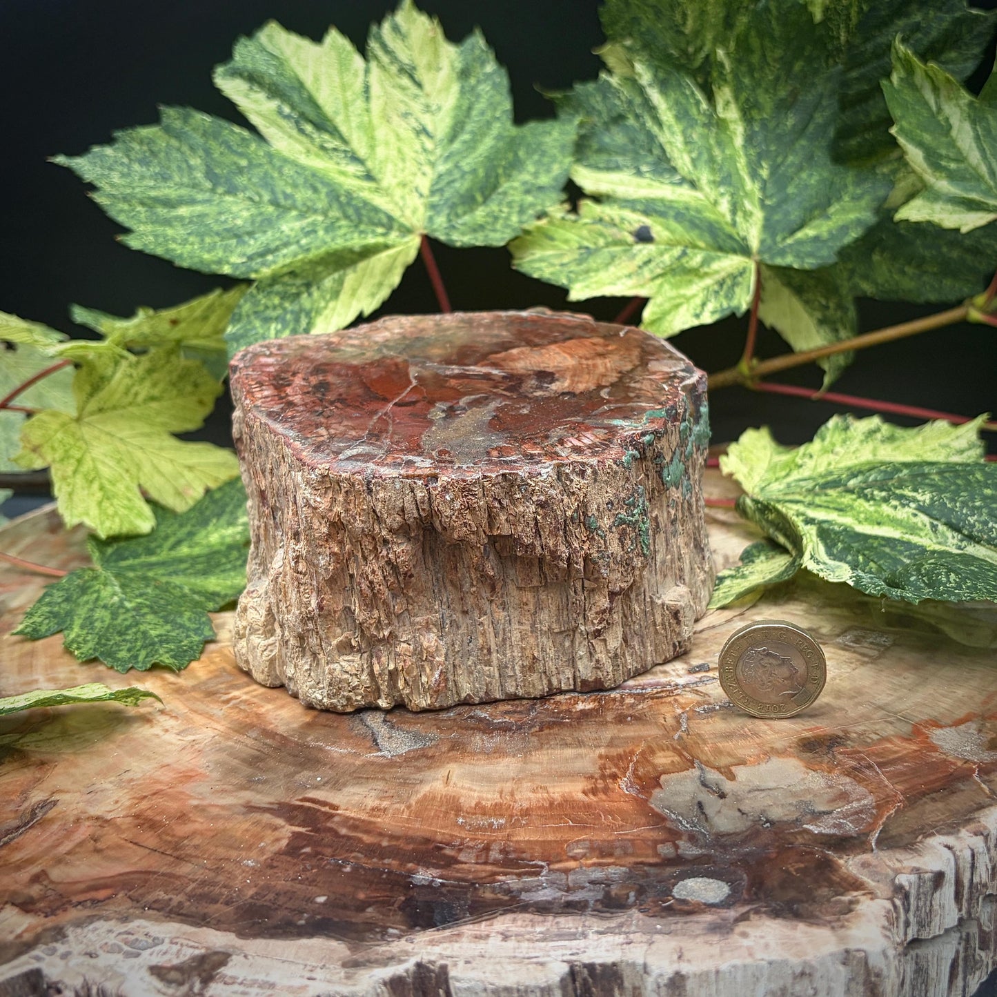 Petrified Fossil Wood Stump Branch | 1.75kg #25