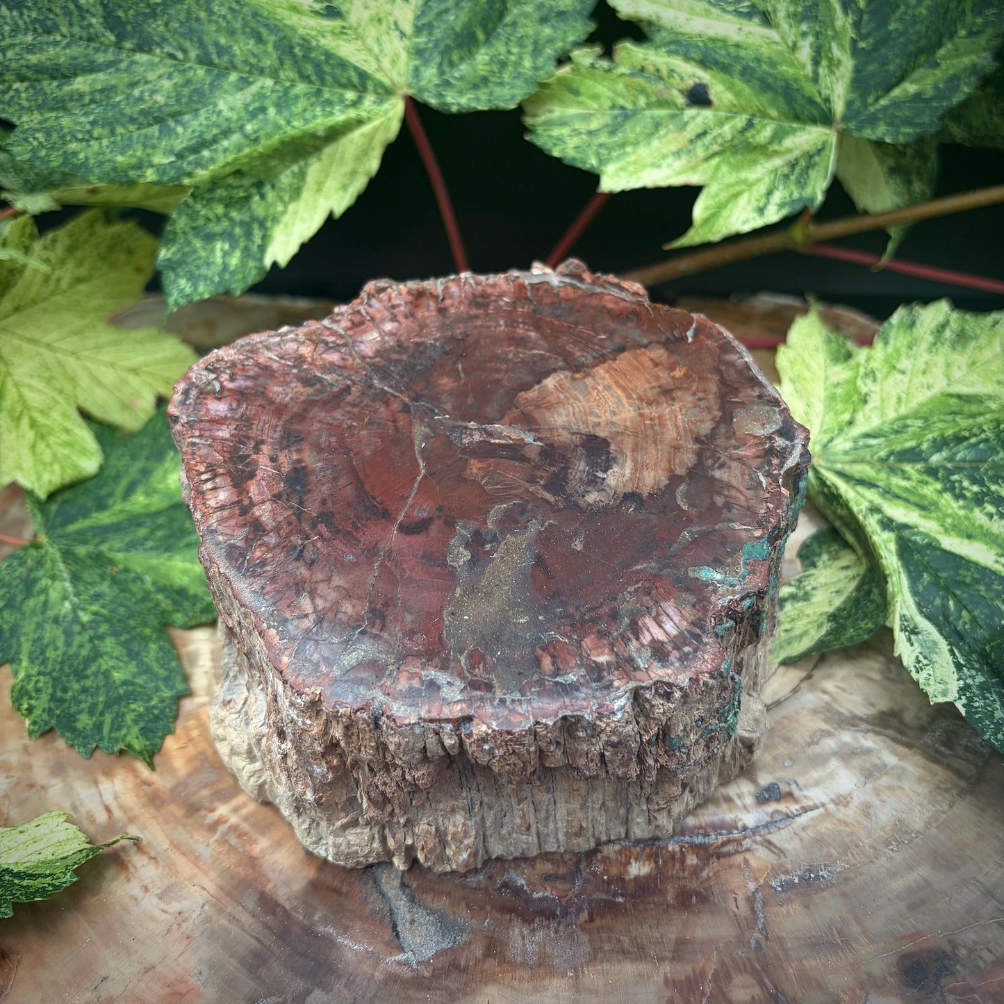 Petrified Fossil Wood Stump Branch | 1.75kg #25