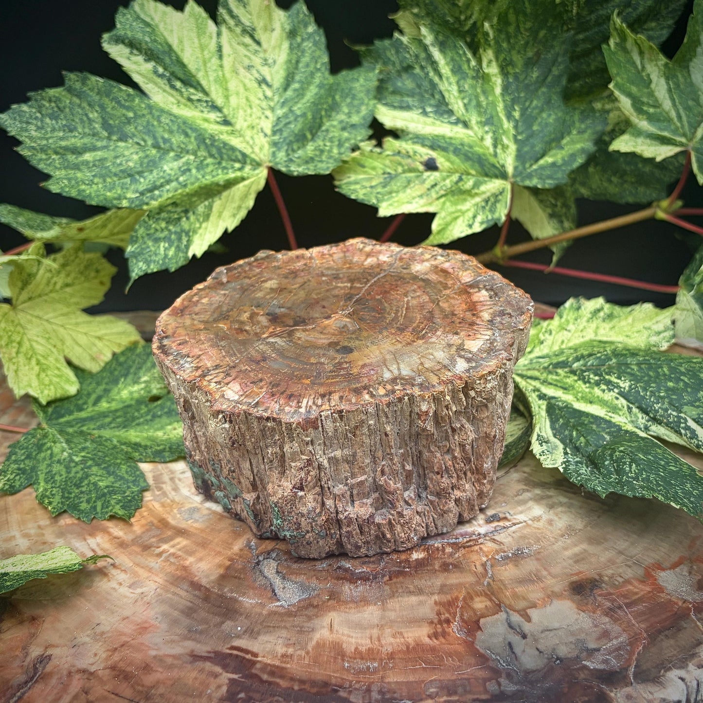 Petrified Fossil Wood Stump Branch | 1.75kg #25