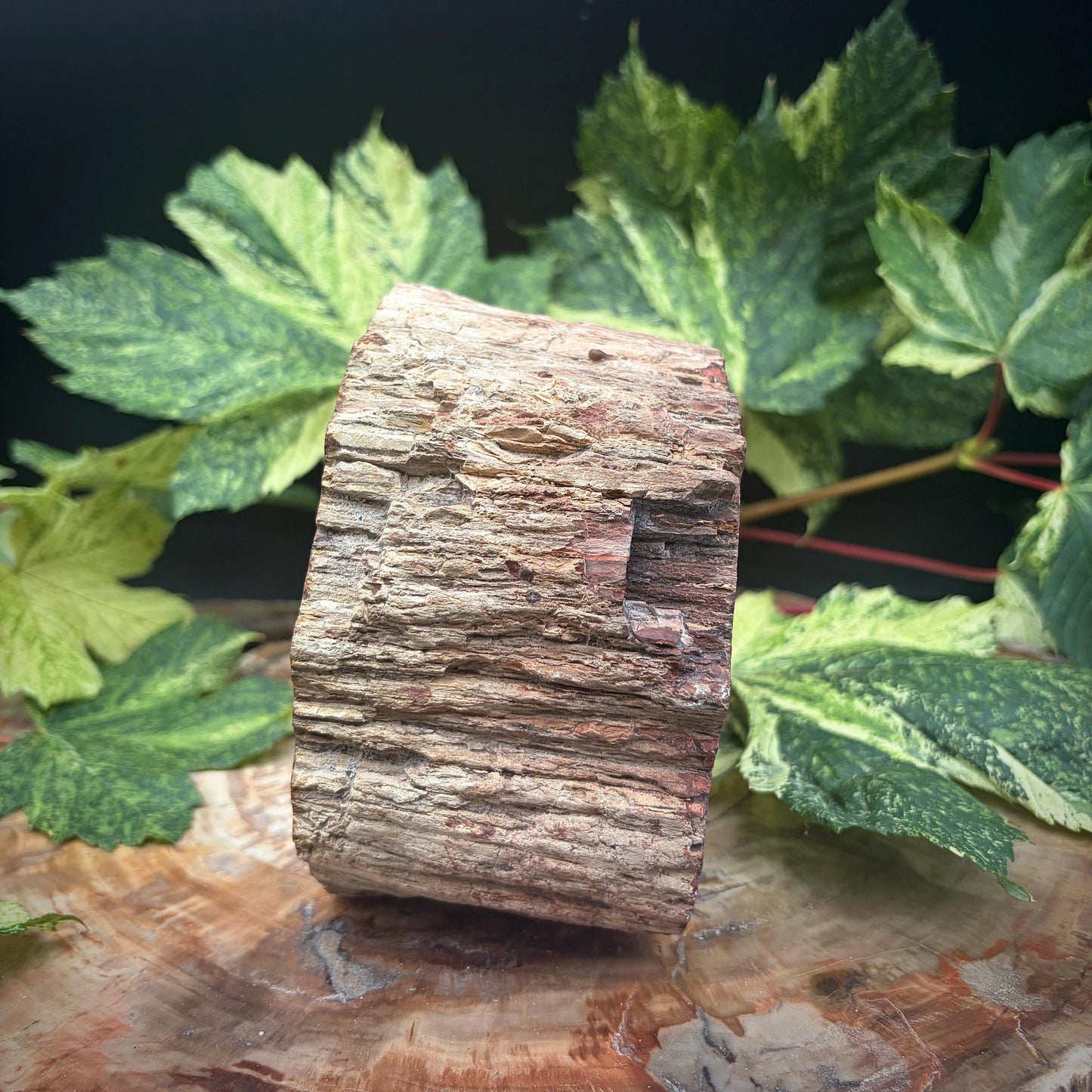 Petrified Fossil Wood Stump Branch | 1.75kg #25