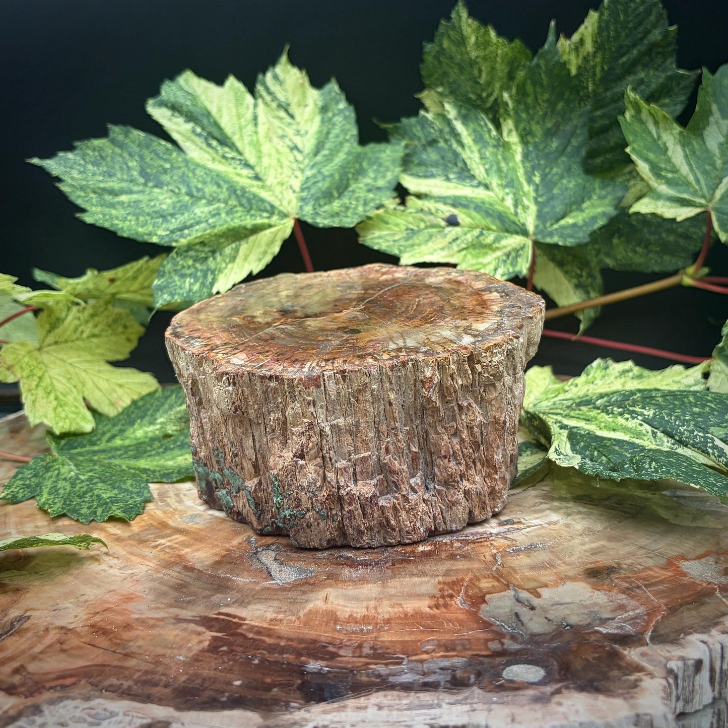 Petrified Fossil Wood Stump Branch | 1.75kg #25