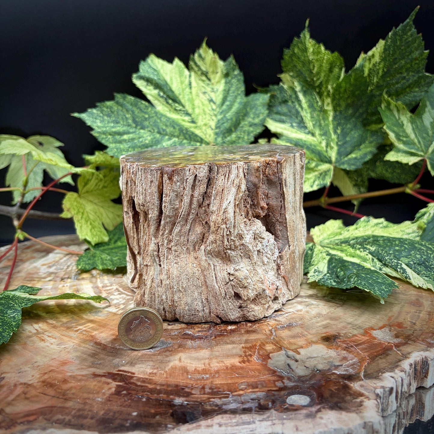 Petrified Fossil Wood Stump Branch | 2.12kg #22